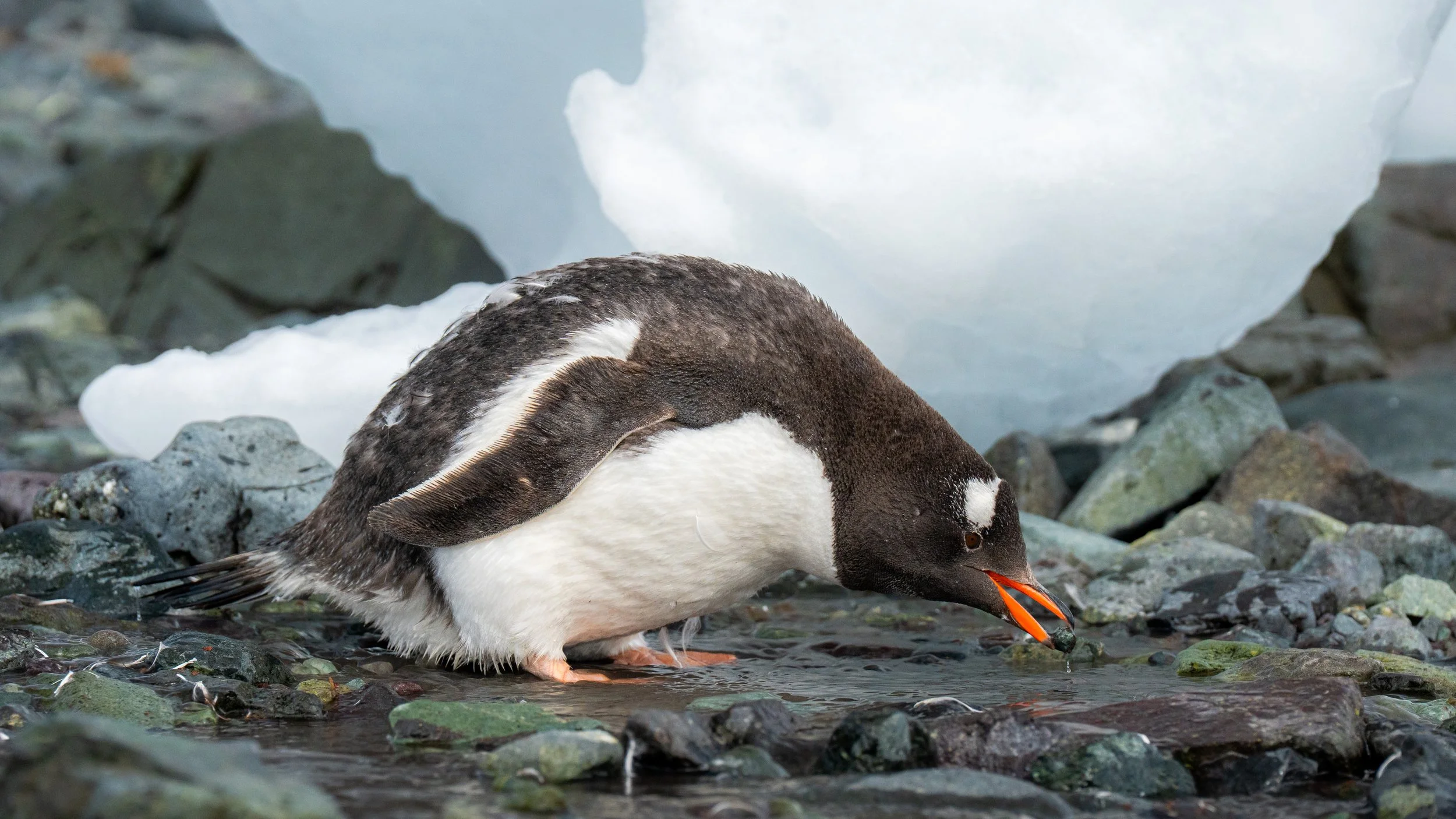 A penguin standing on rocky terrain near water, with rocks and a glacier in the background.