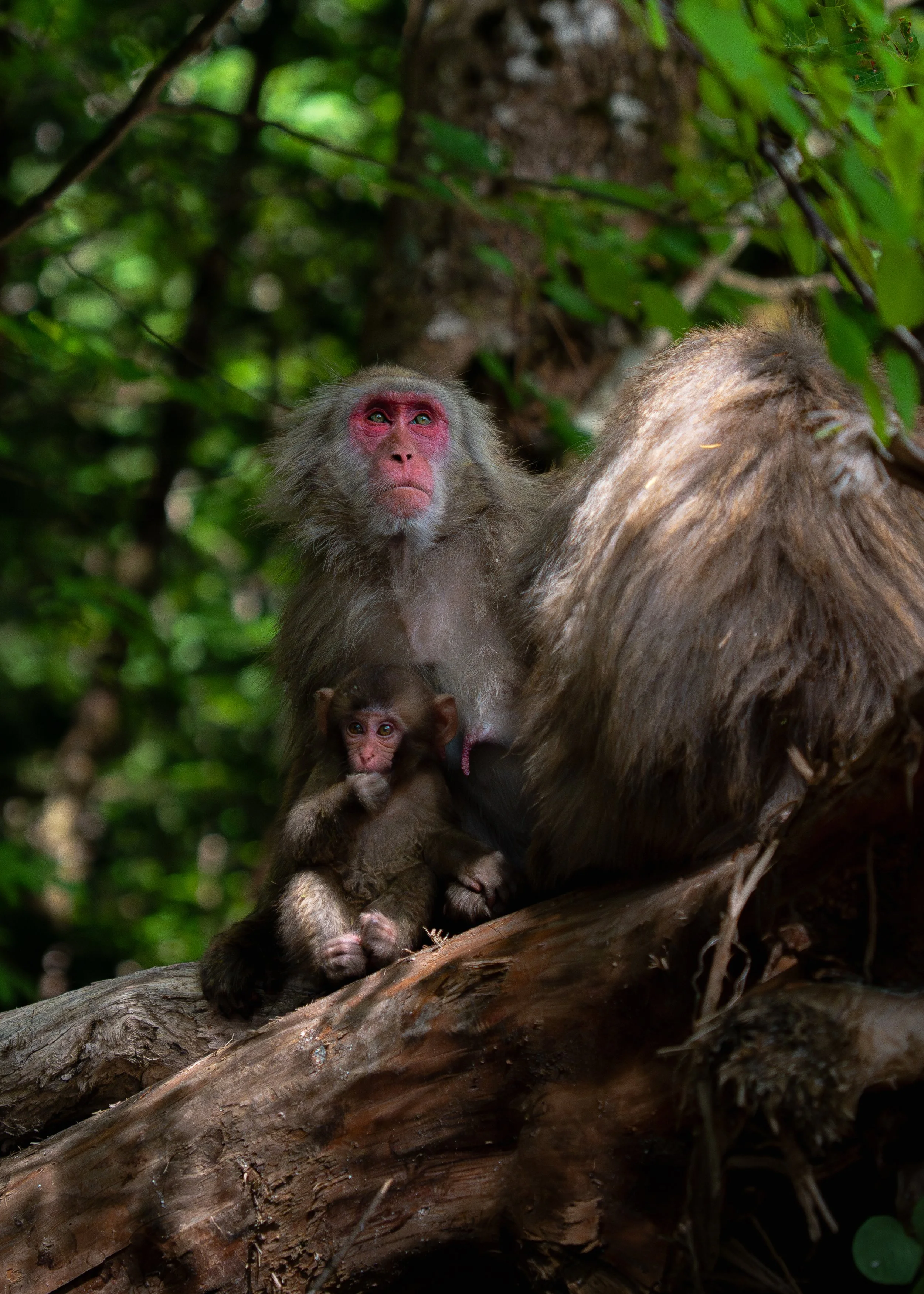 A family of monkeys on a tree branch in a lush green jungle. The adult monkey with a pink face is holding a young monkey close, both sitting on a thick, textured tree branch surrounded by leafy foliage.