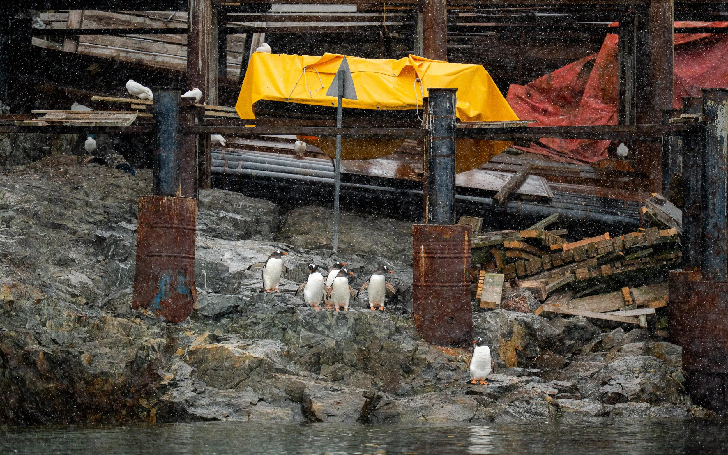 Seagulls and penguins on rocky terrain near water with construction materials, scaffolding, and a yellow tarp in the background.