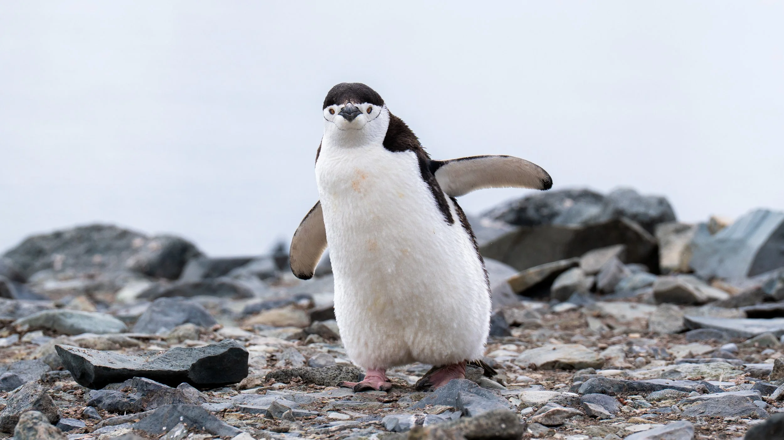A penguin standing on rocky ground with scattered stones and pebbles, with a gray overcast sky in the background.