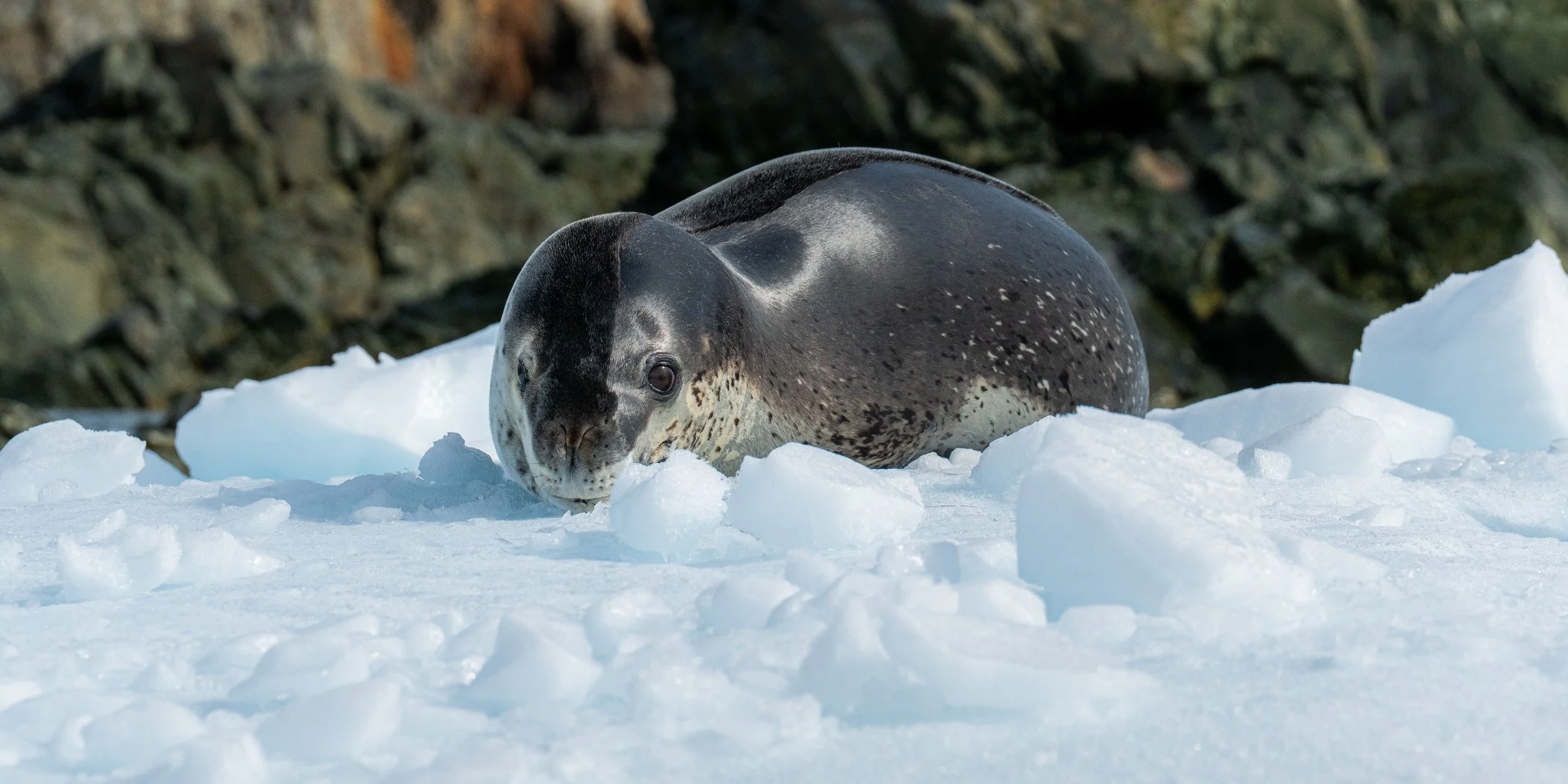 A seal lying on the ice in a snowy landscape with rocks and a rocky wall in the background.