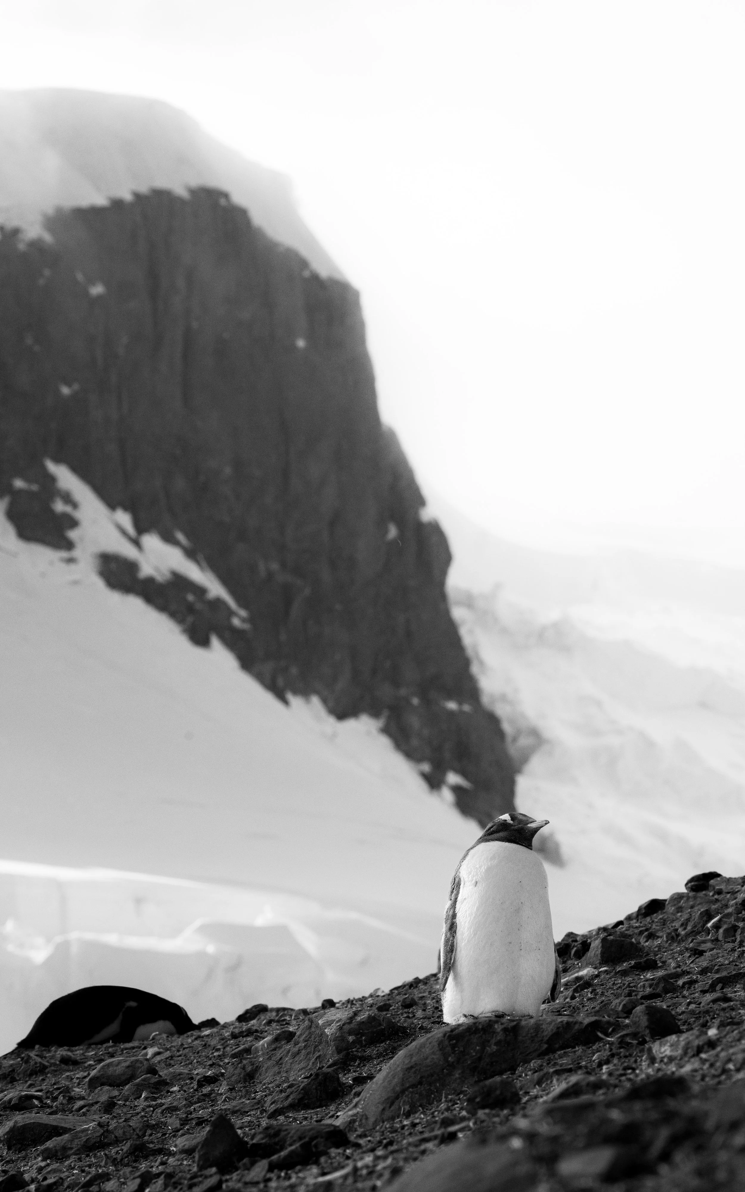 Black and white photo of a penguin standing on rocky terrain with a glacier and mountain in the background.