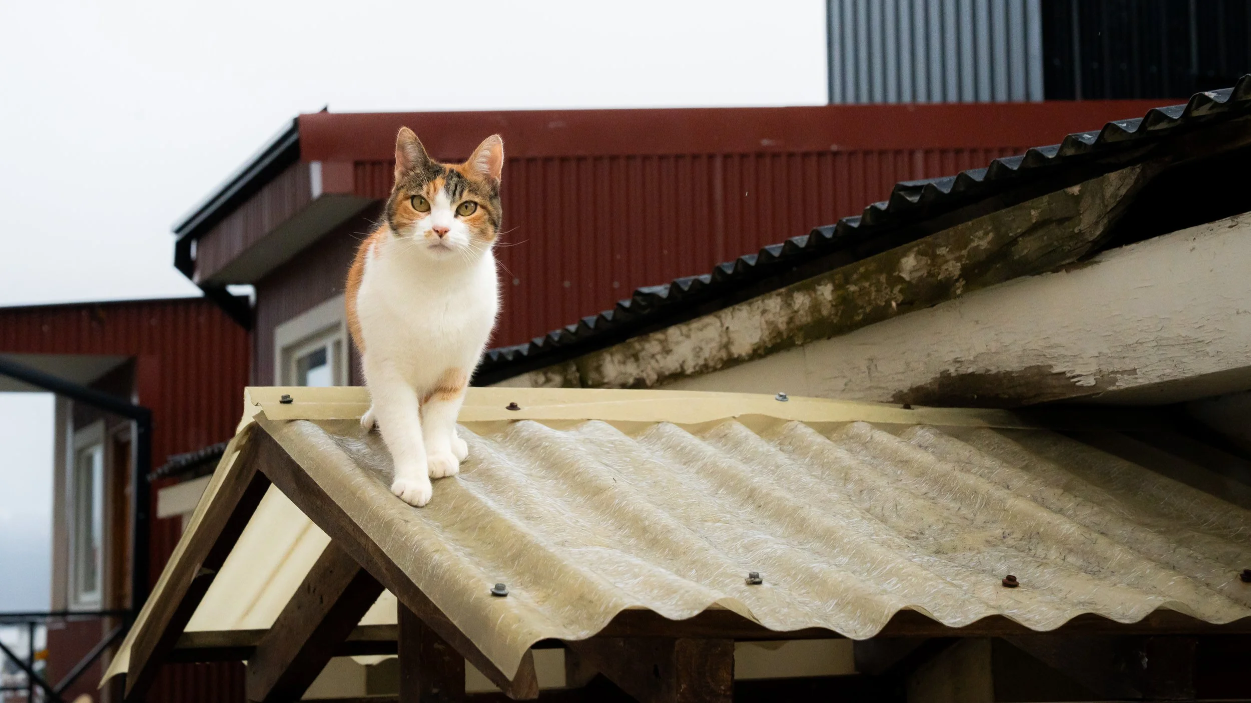 A calico cat with orange, black, and white fur standing on a sloped roof with tile shingles, in front of a red building.