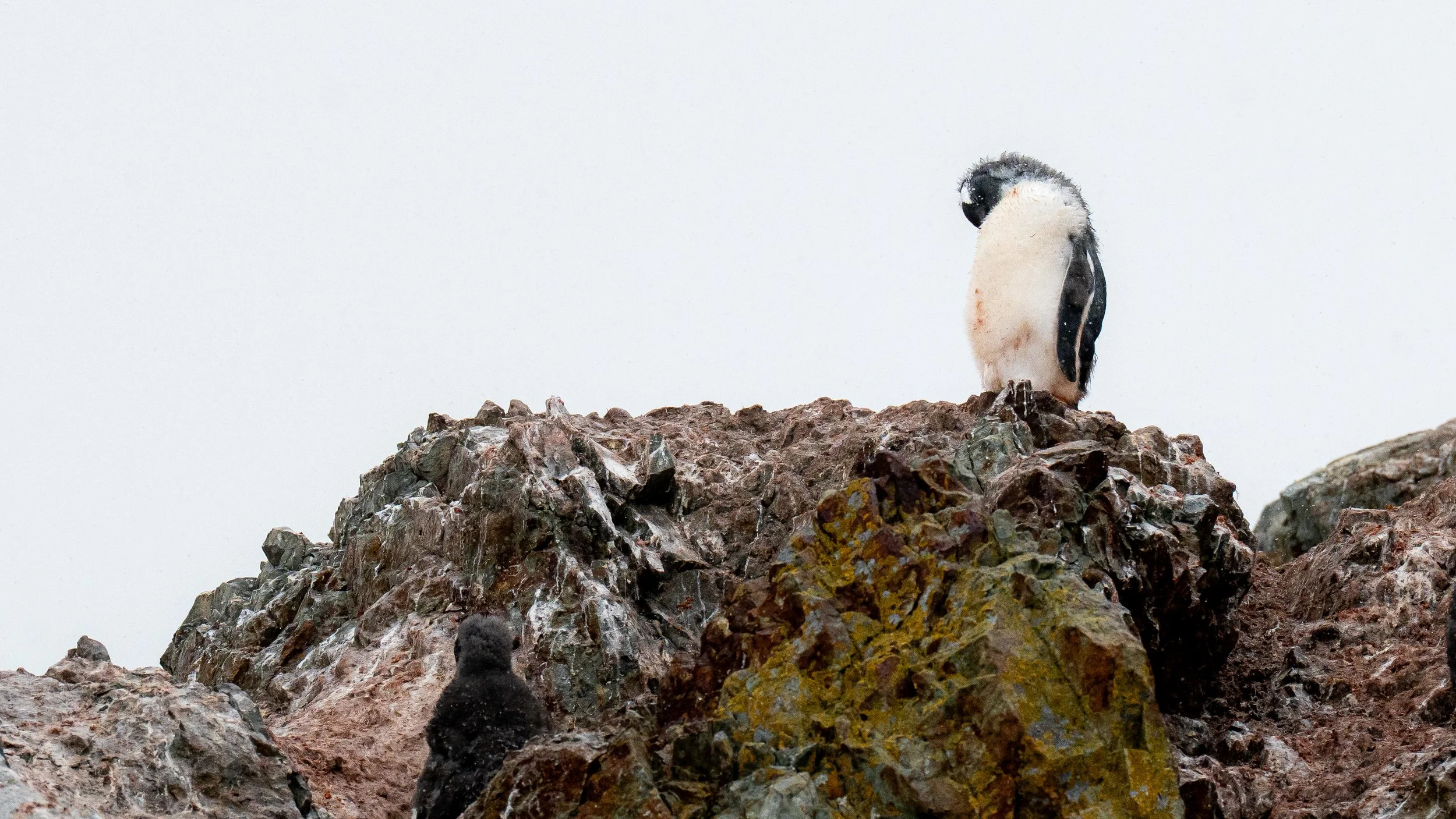 A young penguin chick standing on rocky terrain, looking at a standing adult penguin higher up on the rocks, with a mostly white sky background.