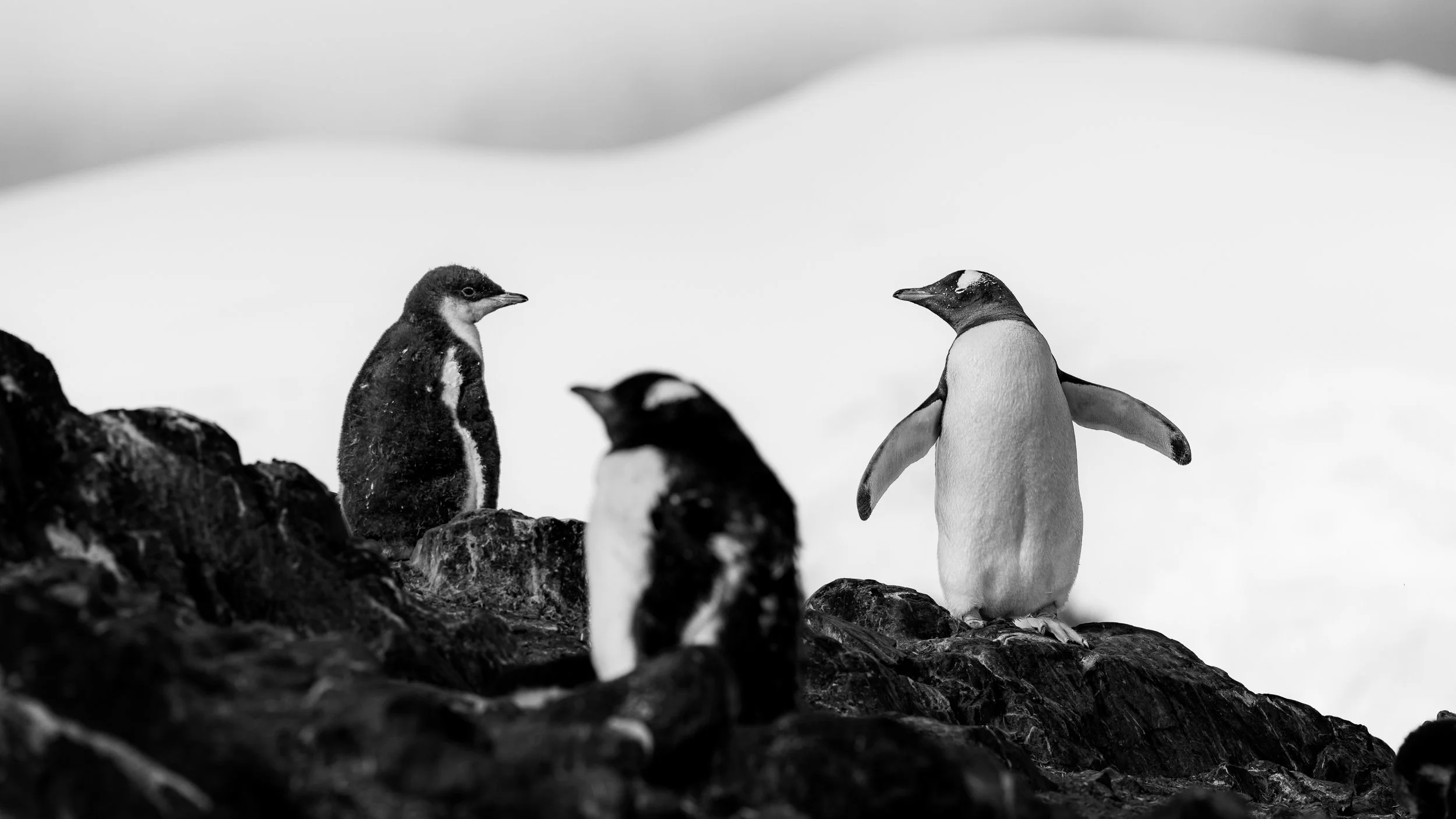Black and white photo of penguins on rocky terrain against a snowy background.