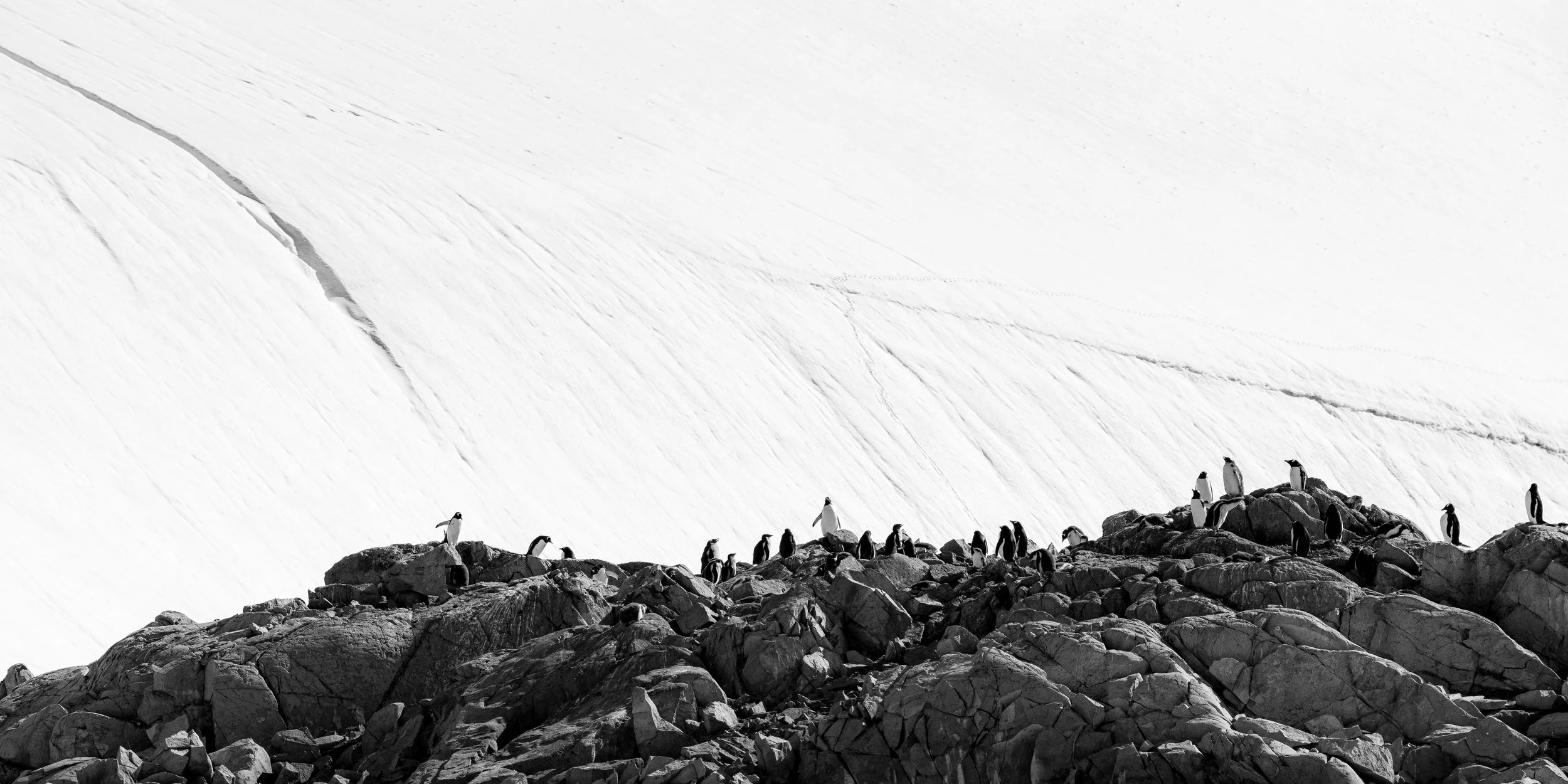A group of penguins standing on rocks with a snowy mountain slope and icy terrain in the background.