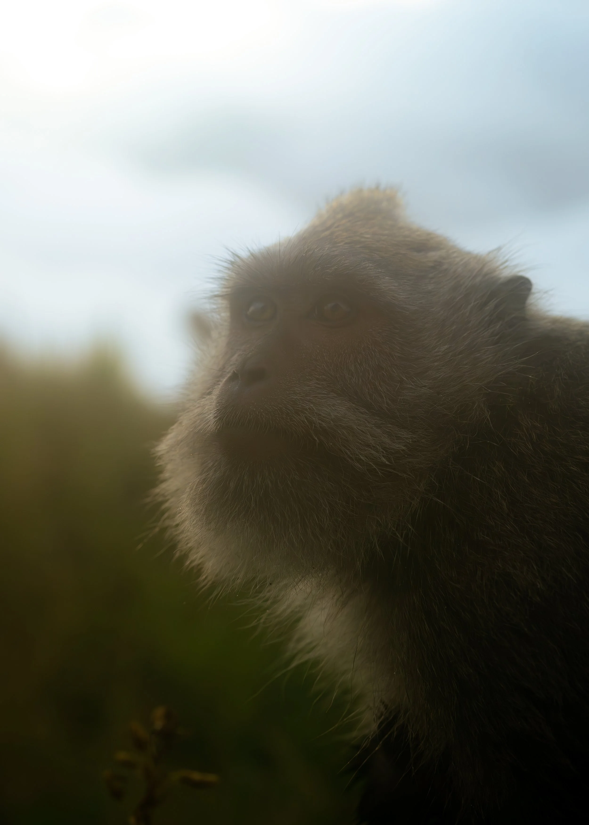 Close-up of a young bear's face, looking directly at the camera with a blurred background.