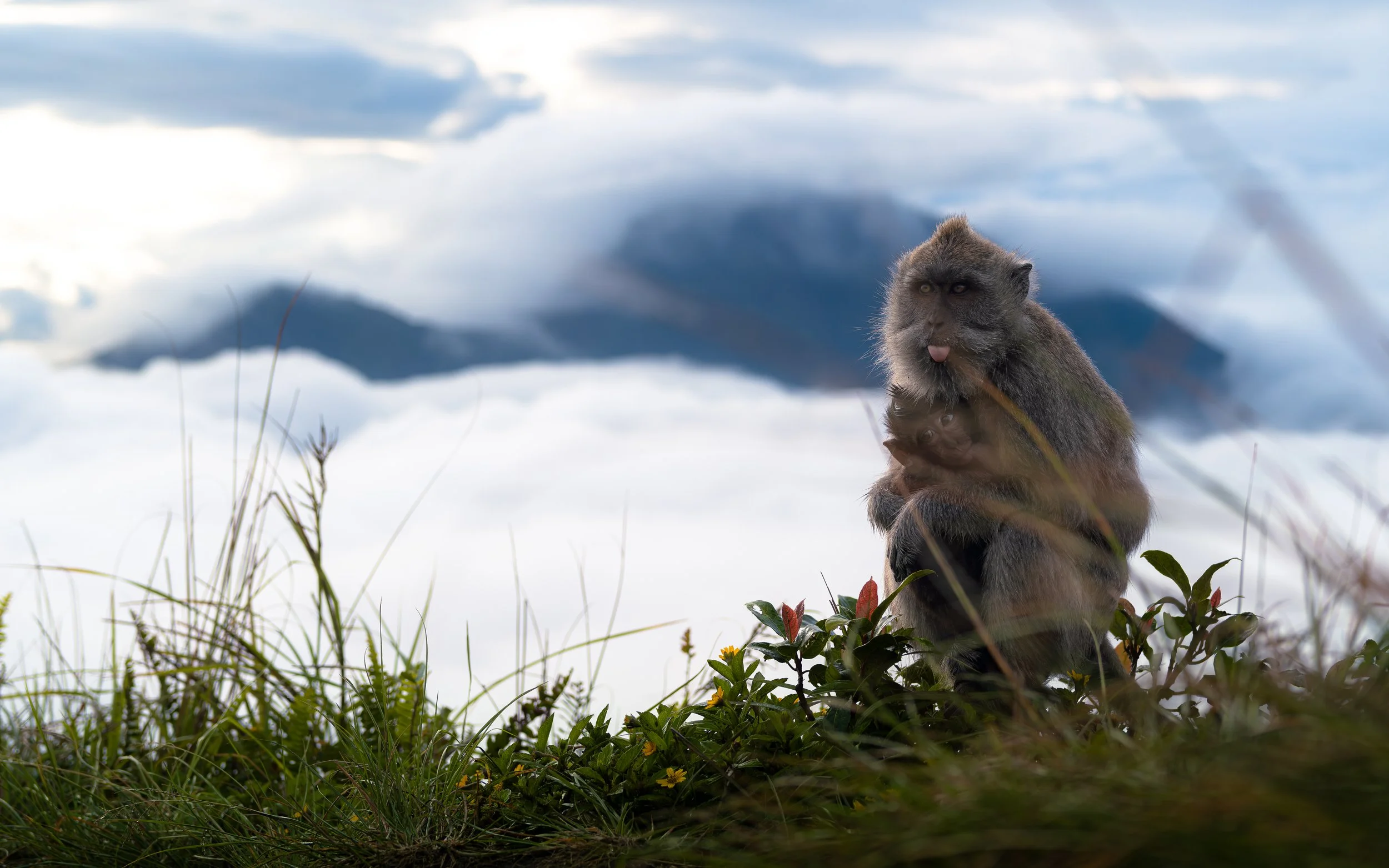 A monkey sitting among grass and plants, with mountains and cloudy sky in the background.