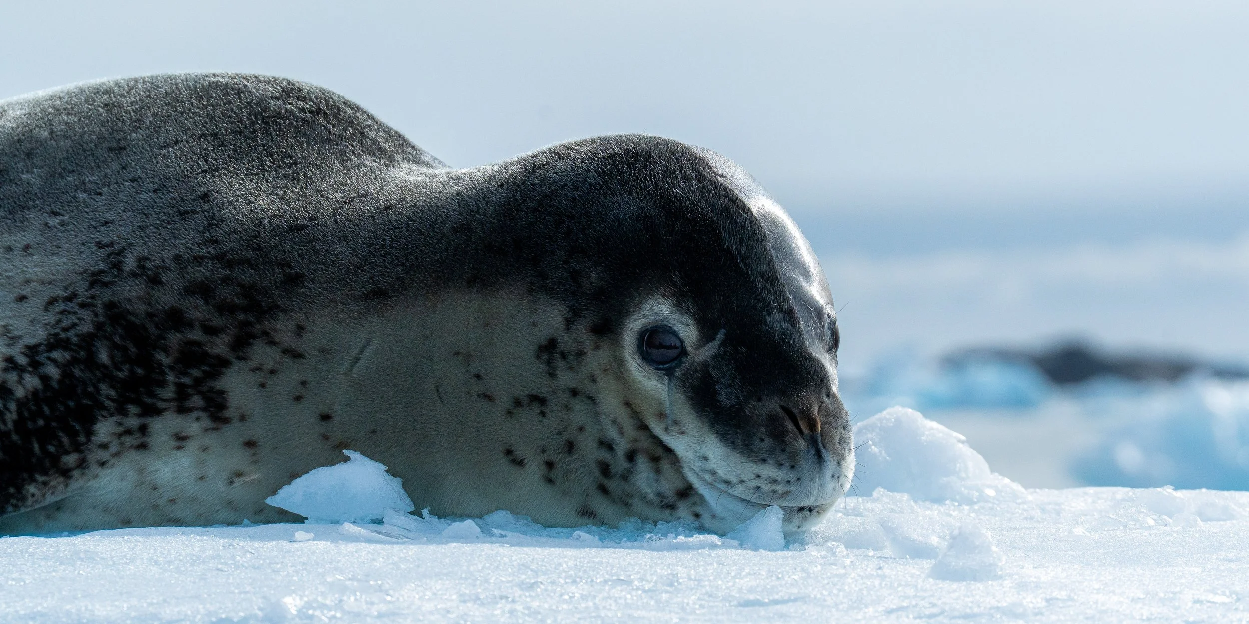 A seal lying on snow in a cold, icy environment with a blurred blue sky in the background.