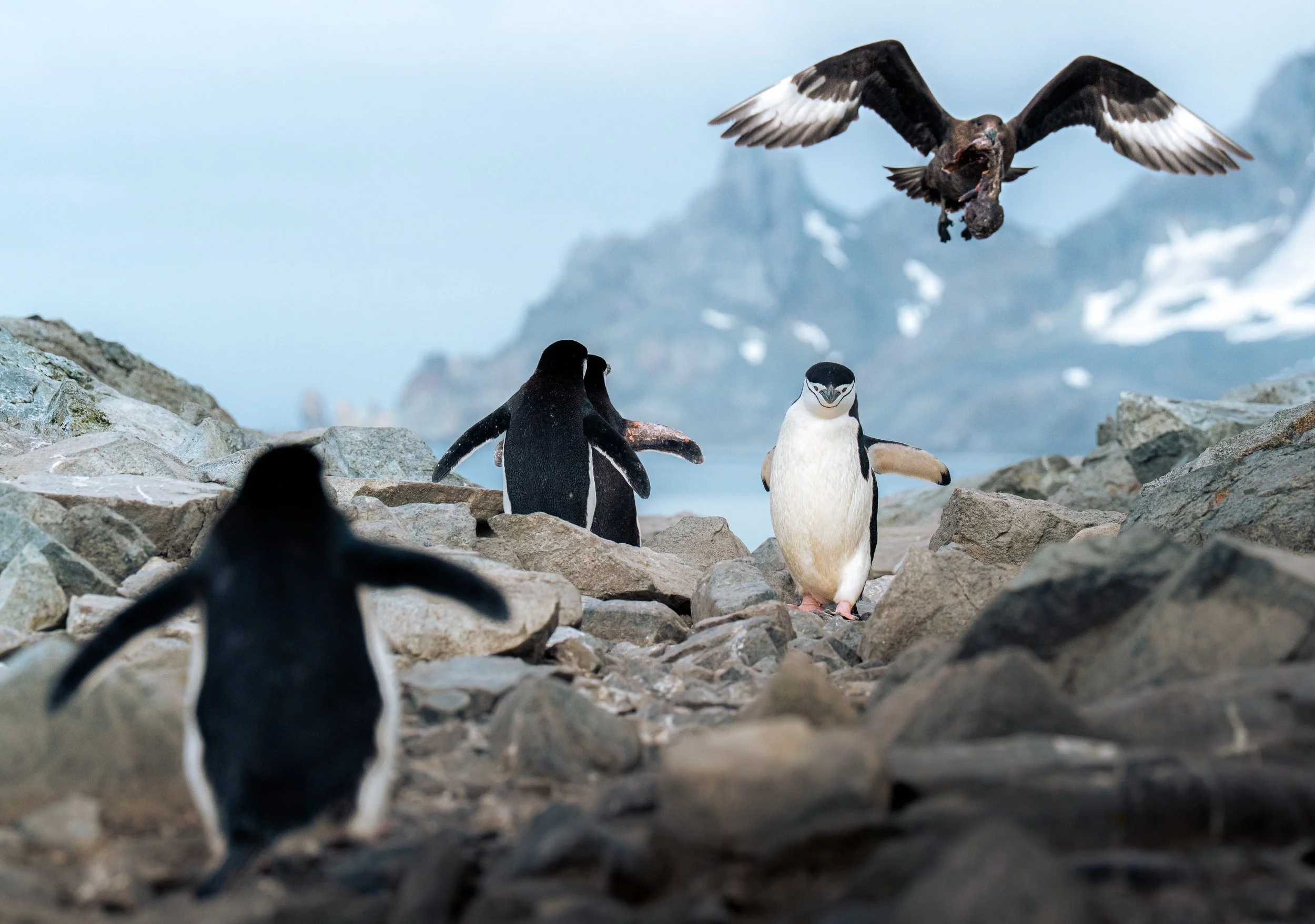 A bird of prey, possibly a vulture, flying low over a rocky terrain with m mountains in the background, carrying food in its talons. Two penguins are seen on the rocks, observing the bird.