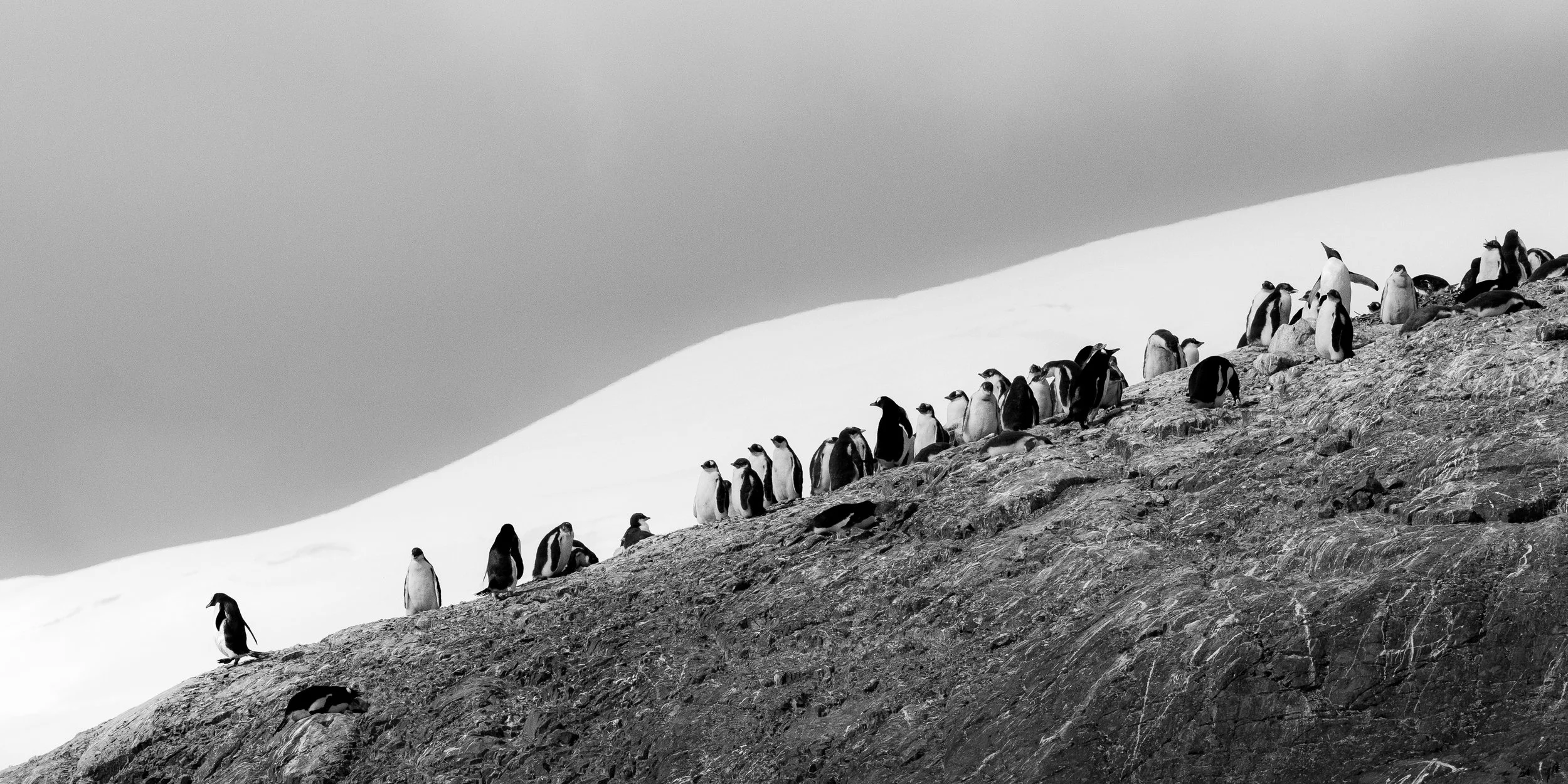 Group of penguins walking in a line on a rocky slope with snow and ice in the background, in black and white.