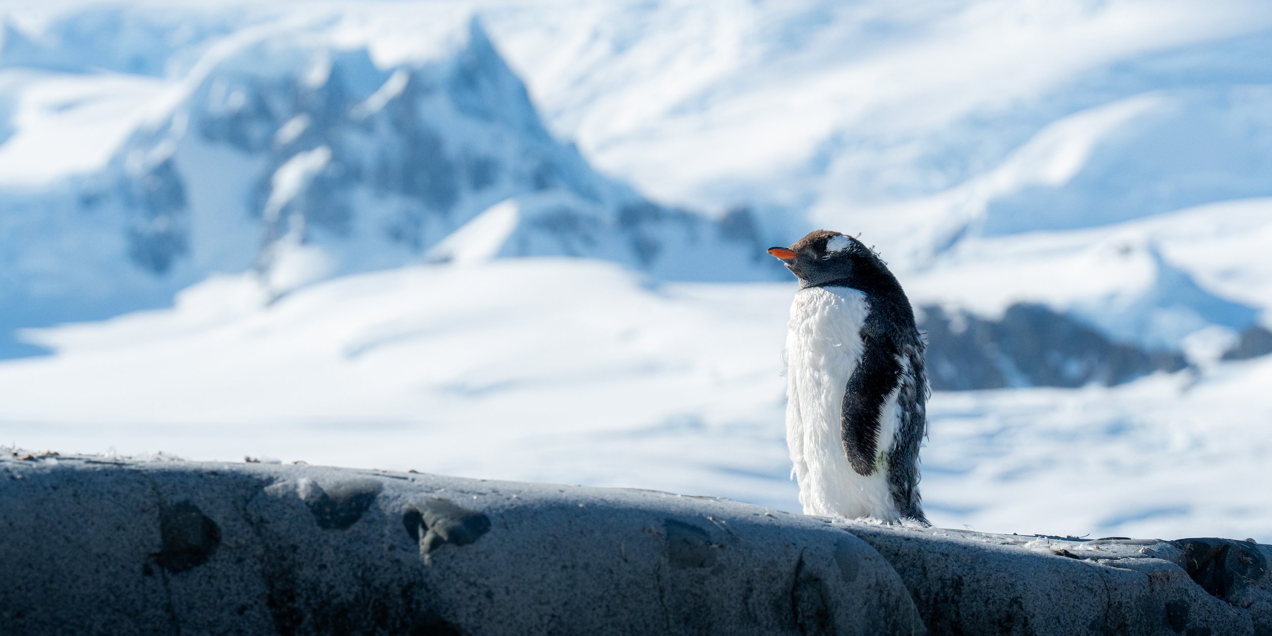 A penguin standing on snow in a cold, icy landscape with snow-covered mountains in the background.