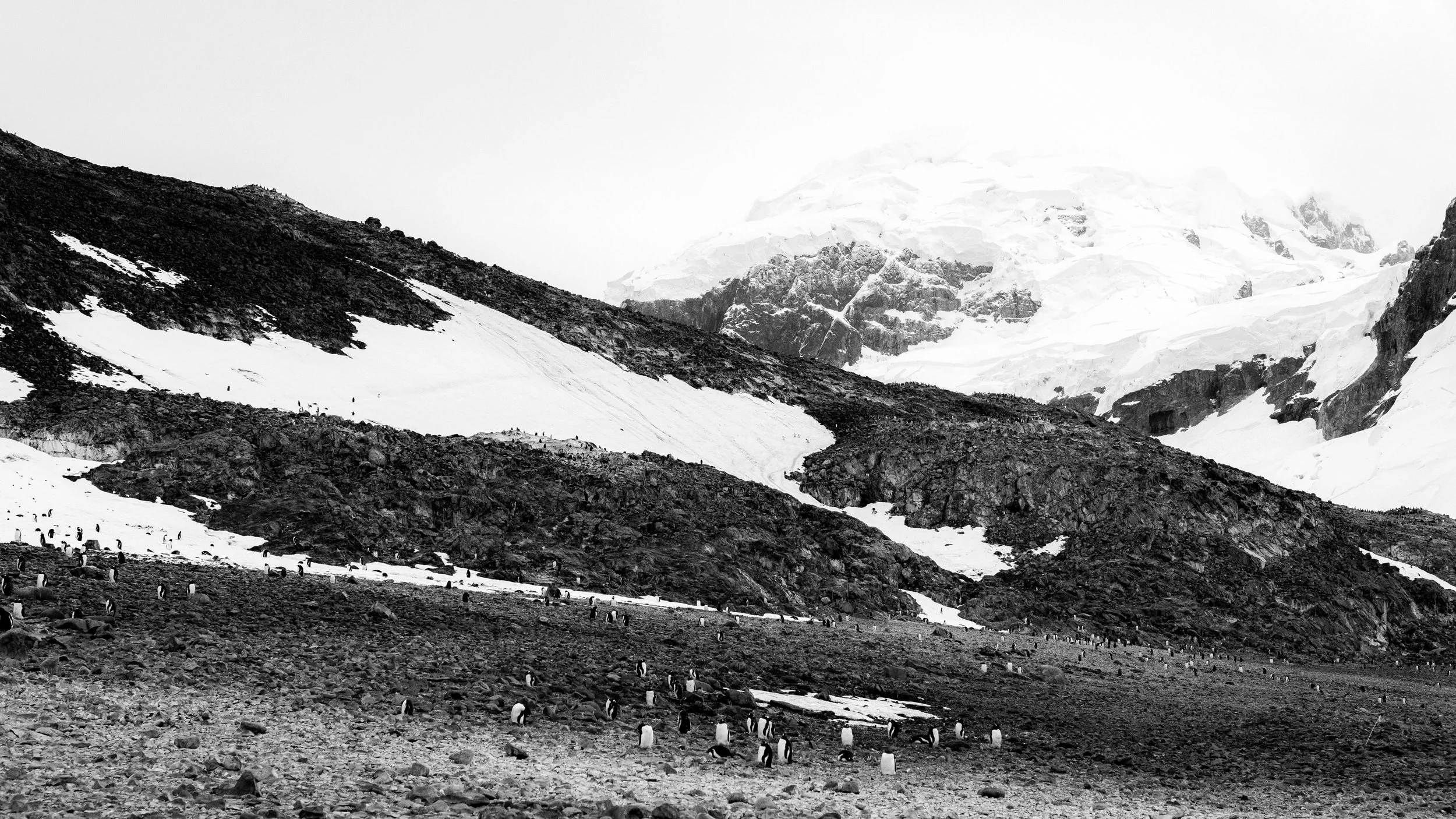 A black and white photograph of a mountain landscape with snowy peaks, rocky terrain, and a large colony of penguins on the ground.