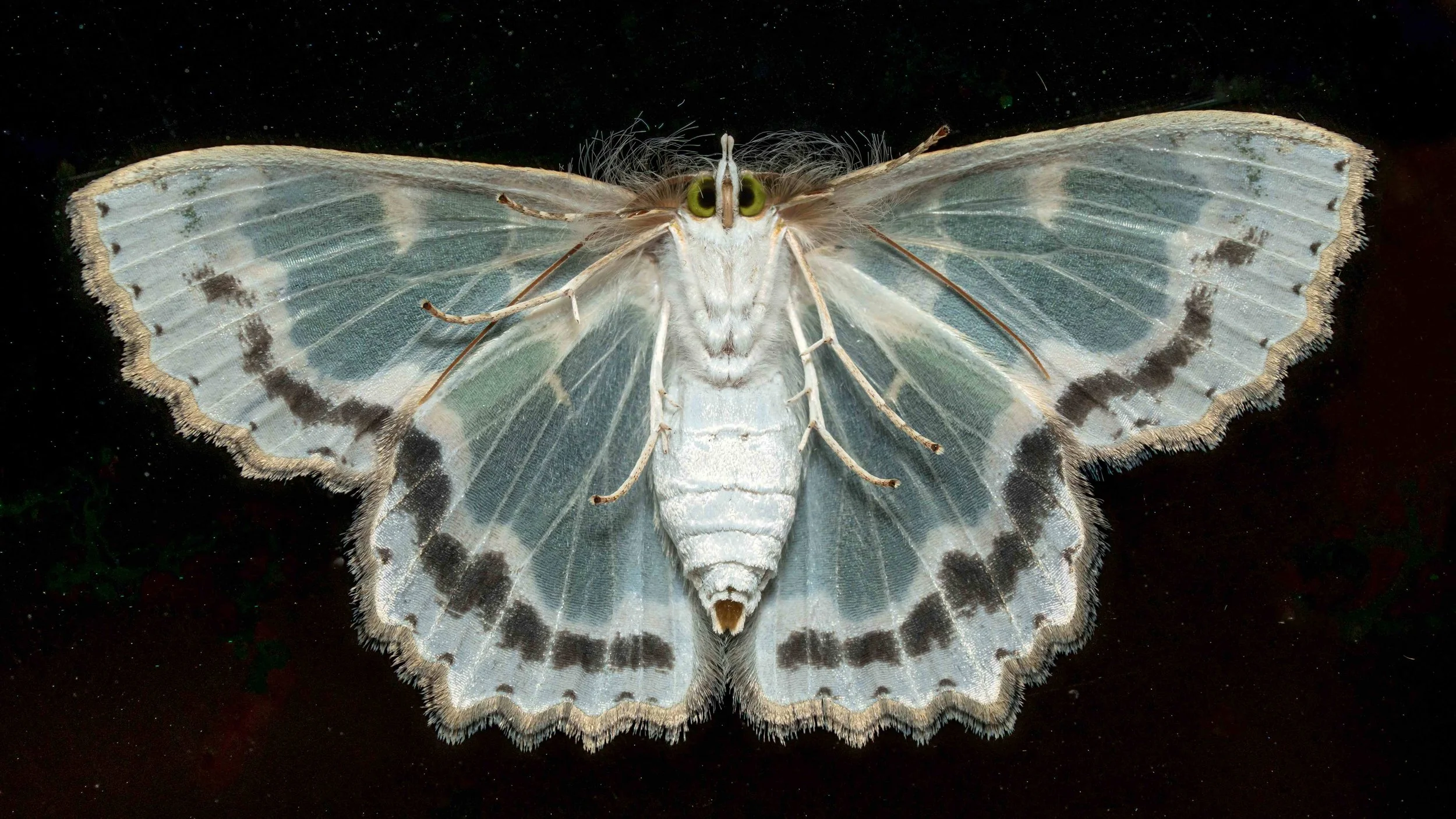 A close-up photograph of a moth with pale, patterned wings spread open, showing eye-like markings and fine details on the wings and body.