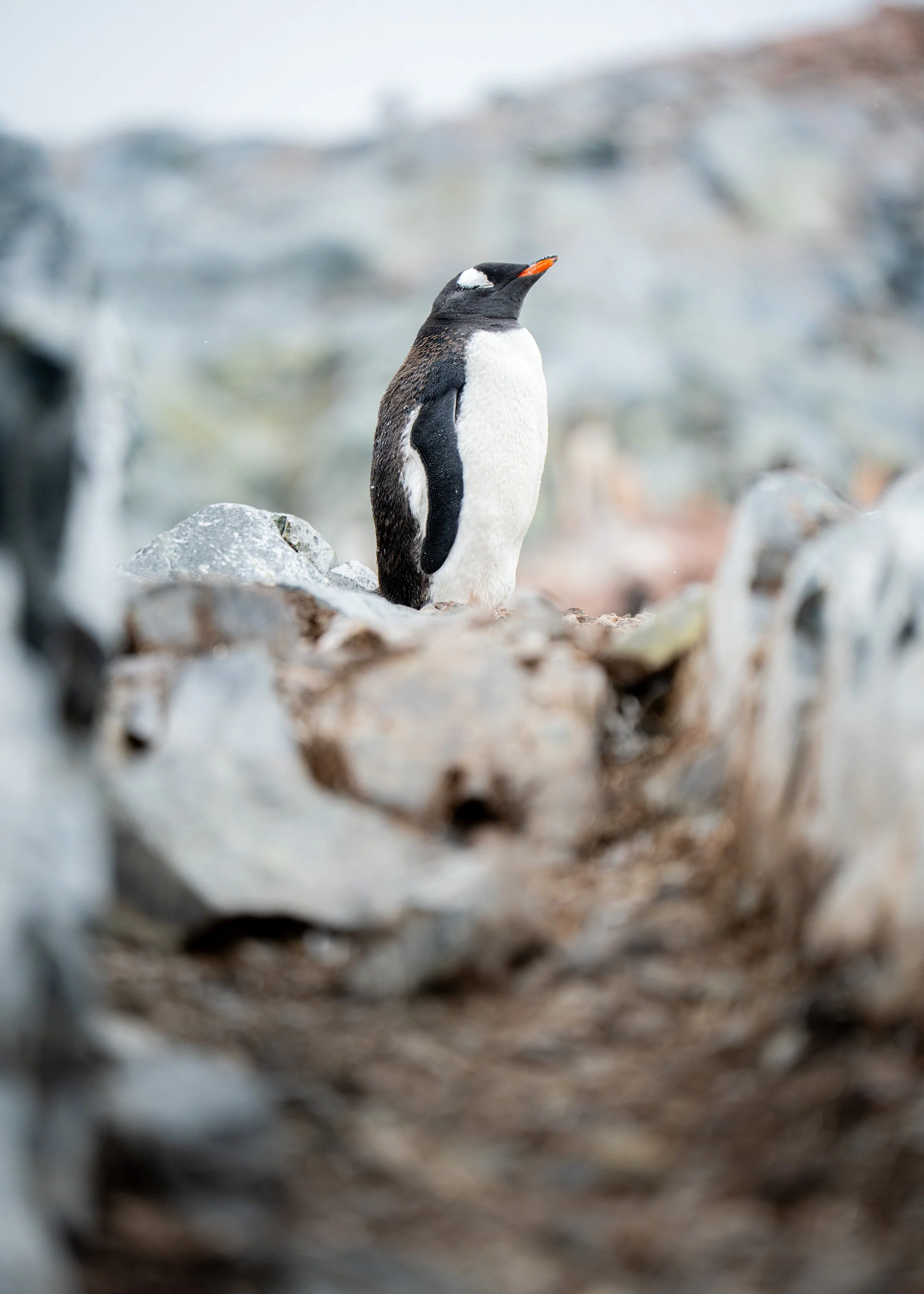A penguin standing on rocky terrain with a blurred background.