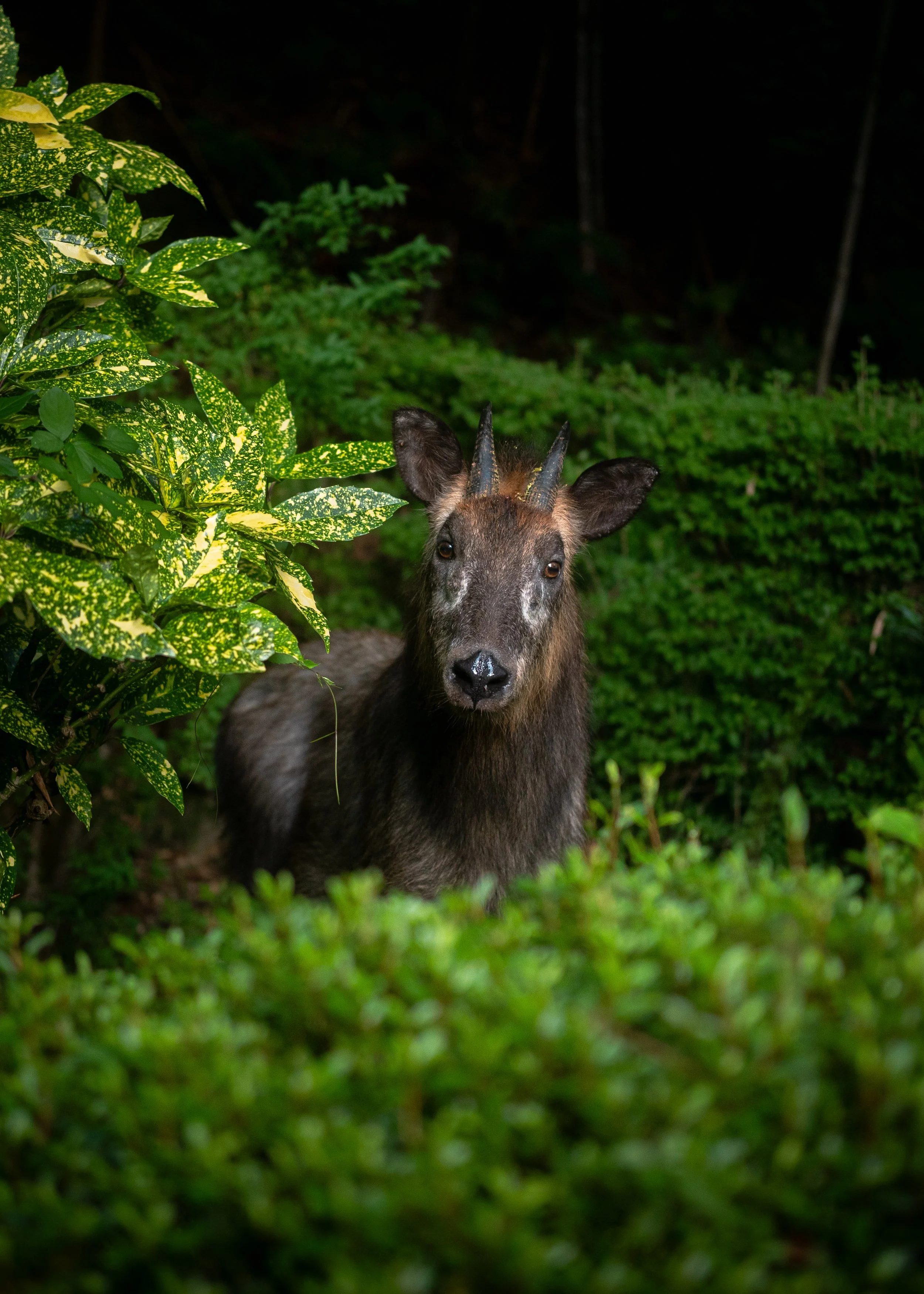 A brown and black goat with small horns standing behind green foliage in a dark forest.