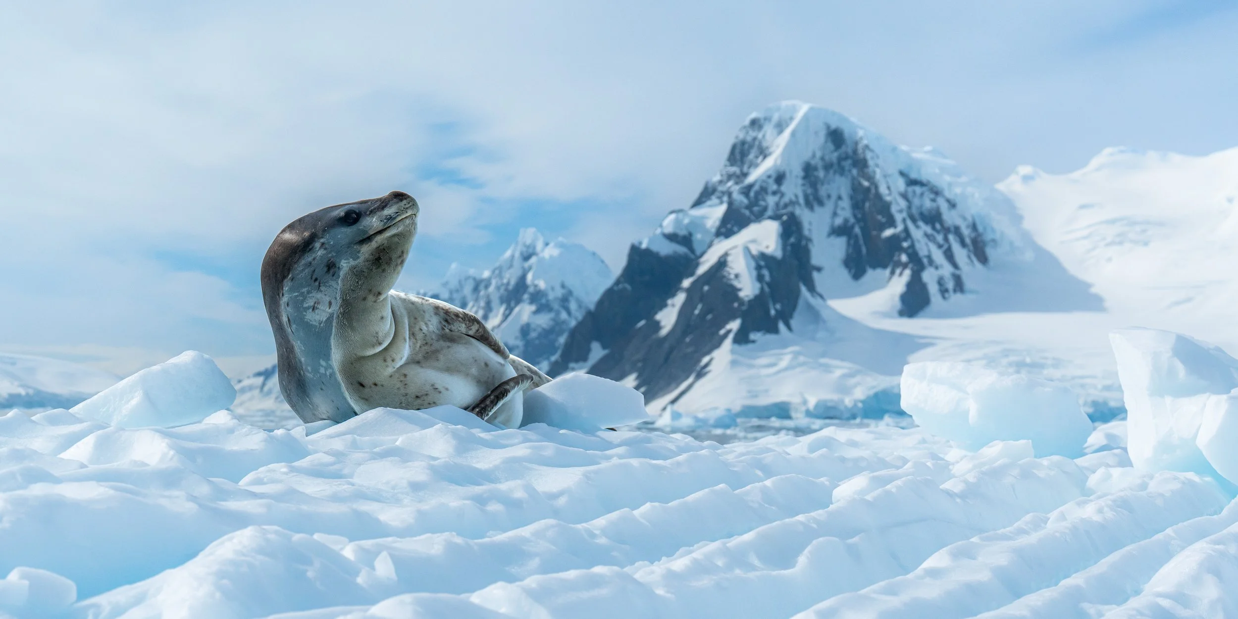 A seal resting on snow with snow-covered mountains and a cloudy sky in the background.