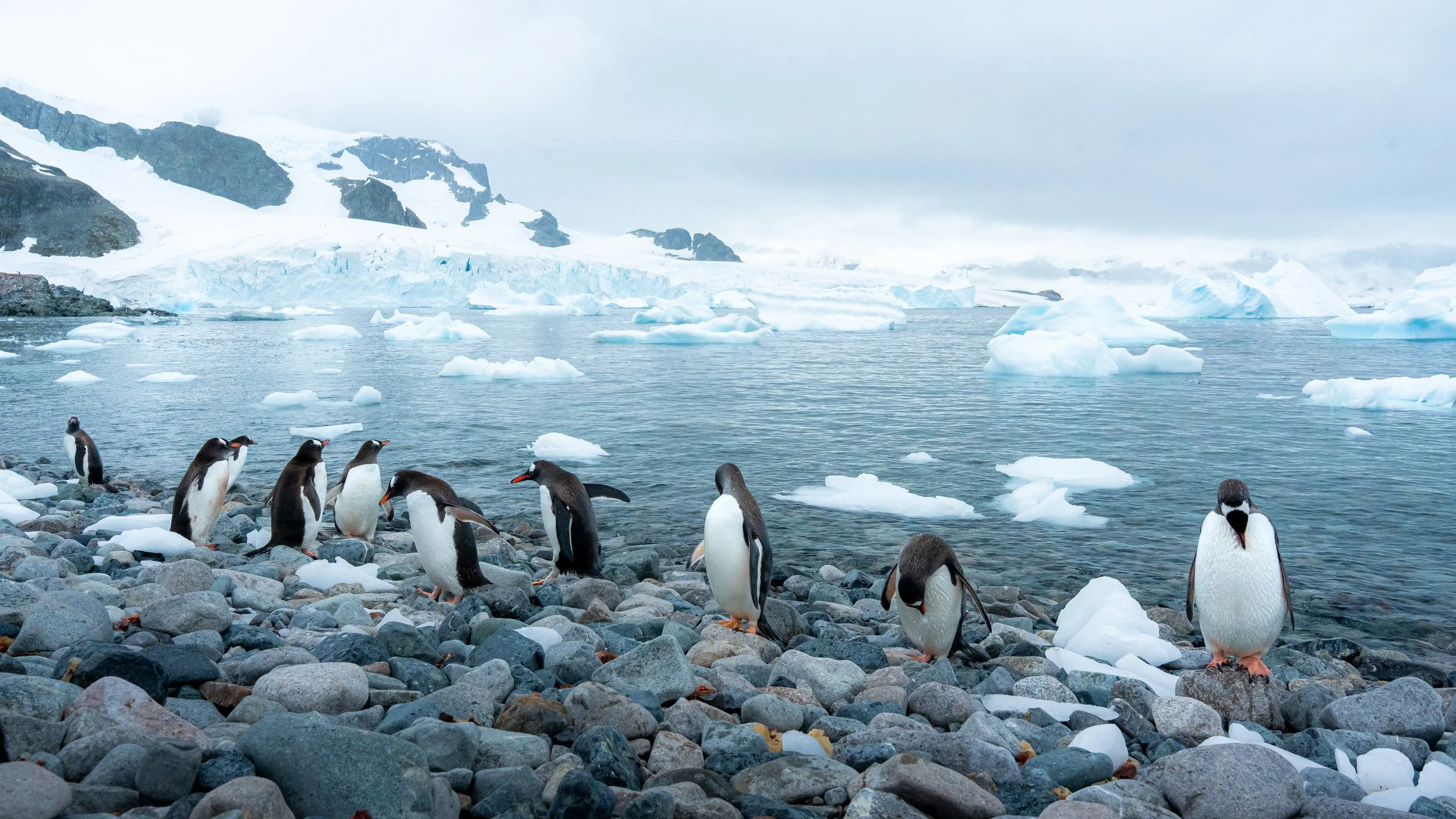 Group of penguins on rocky beach with icy glaciers and mountains in the background in a polar environment.