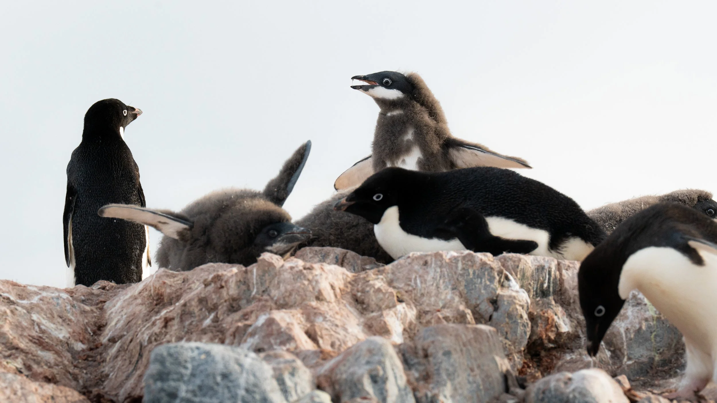 A group of penguin chicks on a rocky surface, with some standing and others resting, with one adult penguin standing nearby.