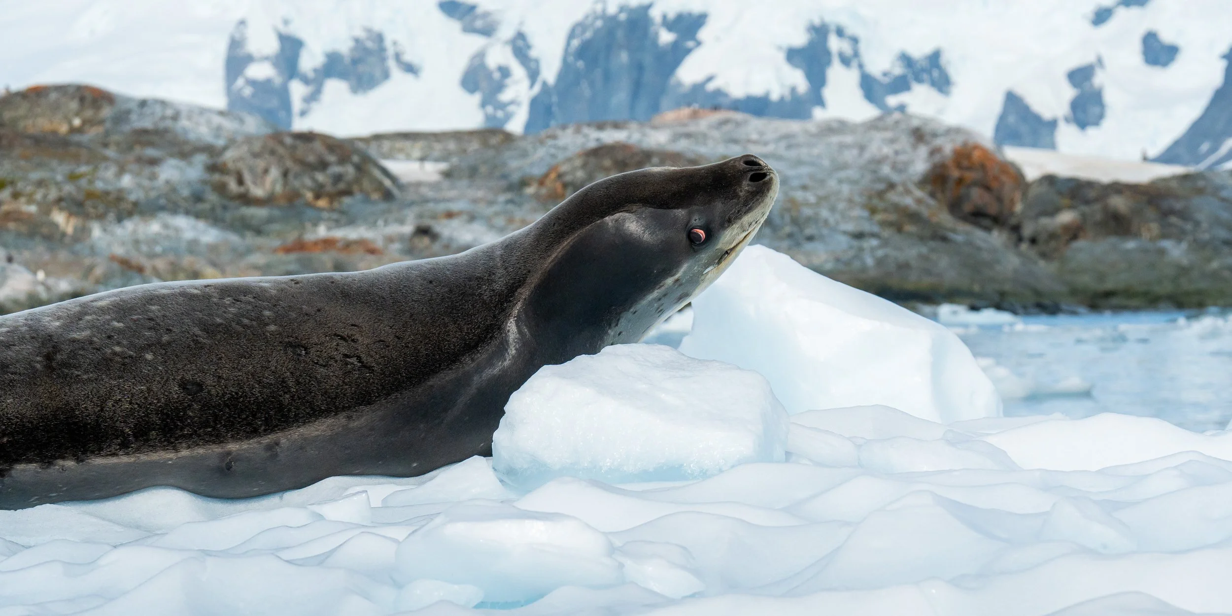 A seal resting on ice in a snowy landscape with mountains in the background.