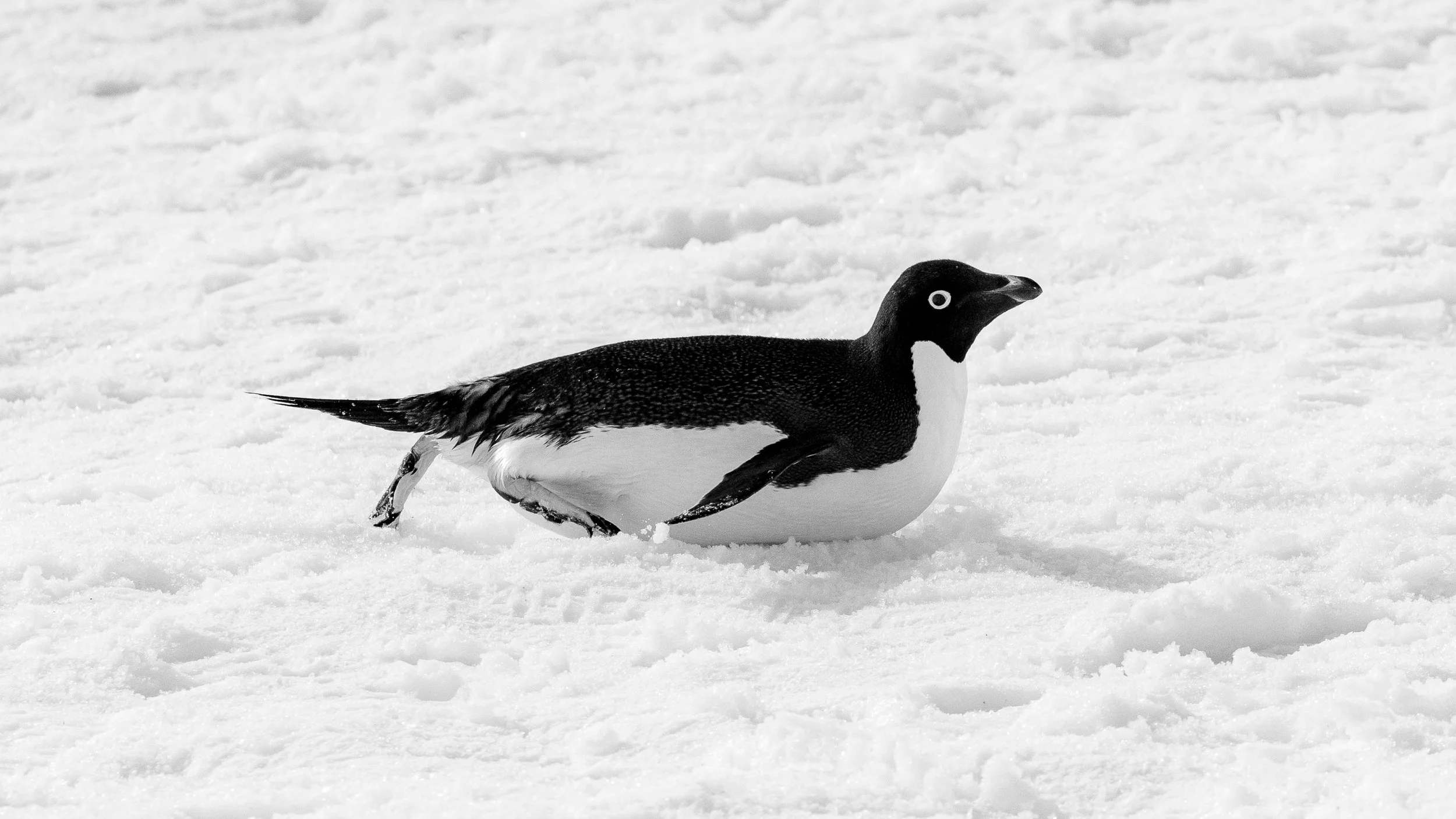 Penguin lying on snow with its head raised and body partly covered in snow.