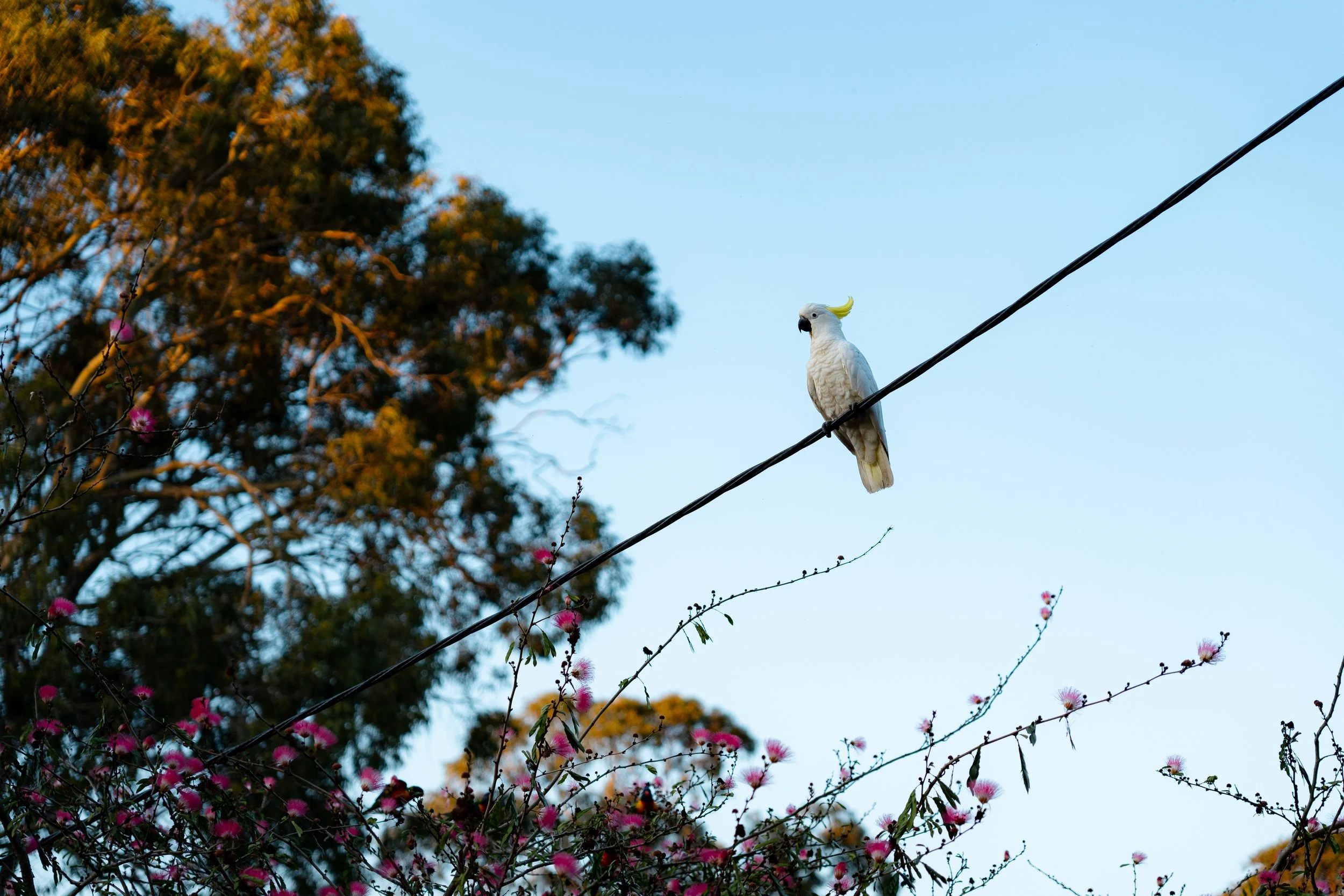 White cockatoo with yellow crest sitting on a wire against a background of pink flowers, green trees, and a clear blue sky.