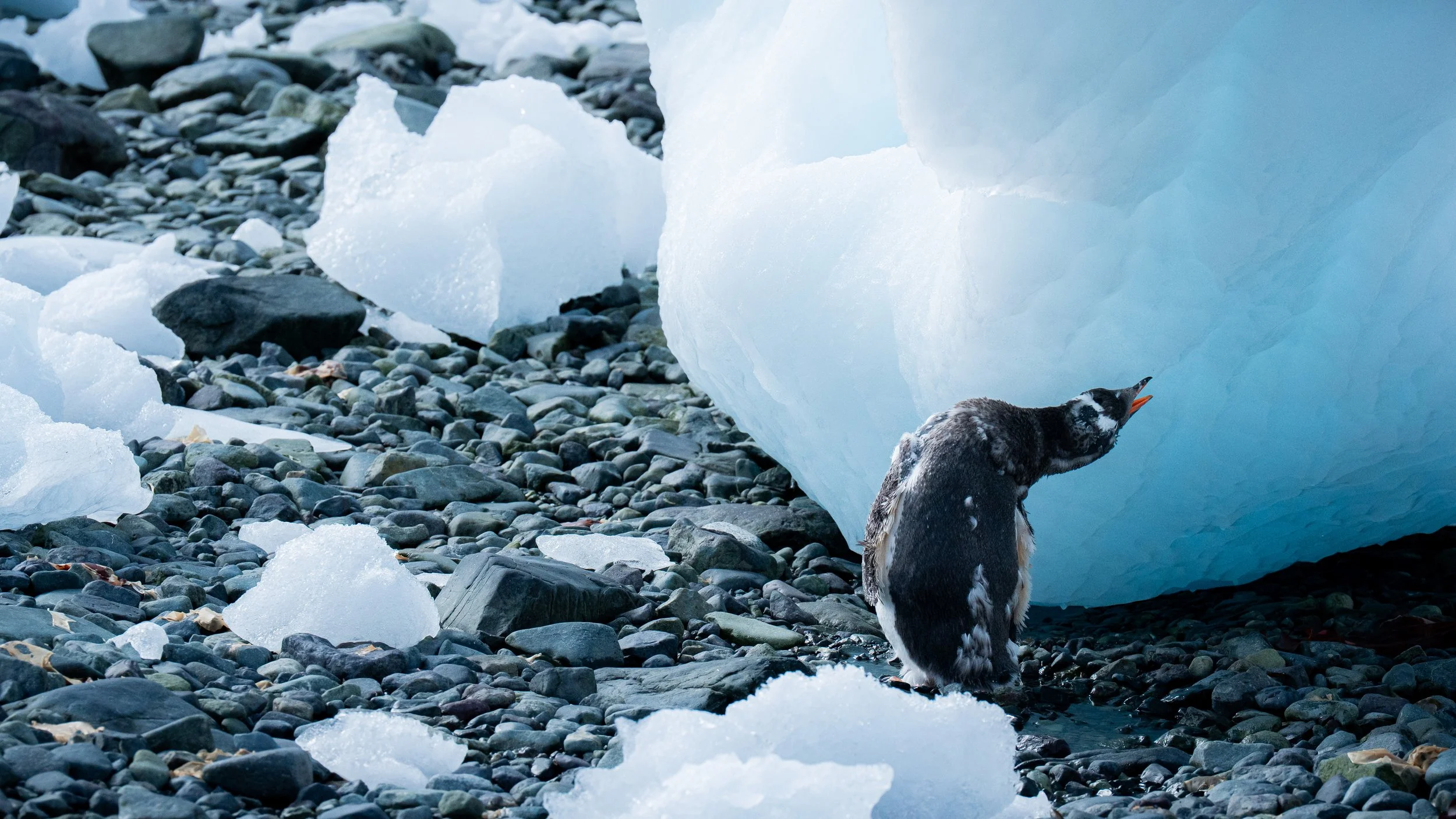 A penguin standing on a rocky beach, reaching out to a large piece of ice, with smaller ice chunks scattered on the rocks.
