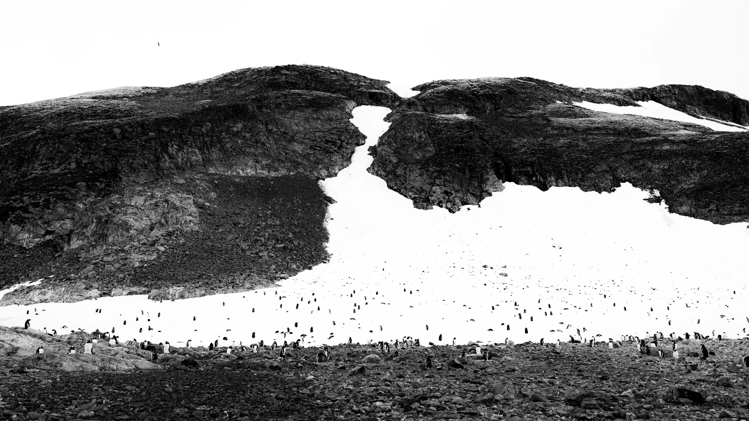 Black and white landscape photo of a mountain with patches of snow and a flock of penguins on the ice in the foreground.