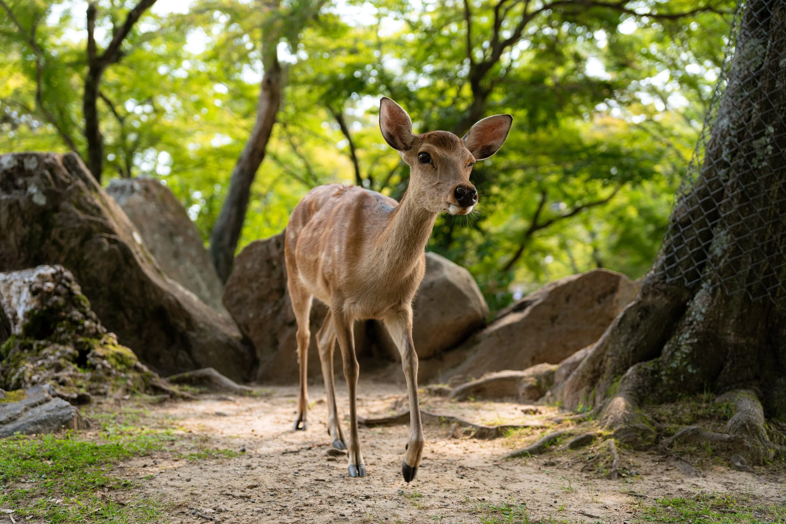 A deer walking on a dirt path in a lush green forest, surrounded by rocks and trees.