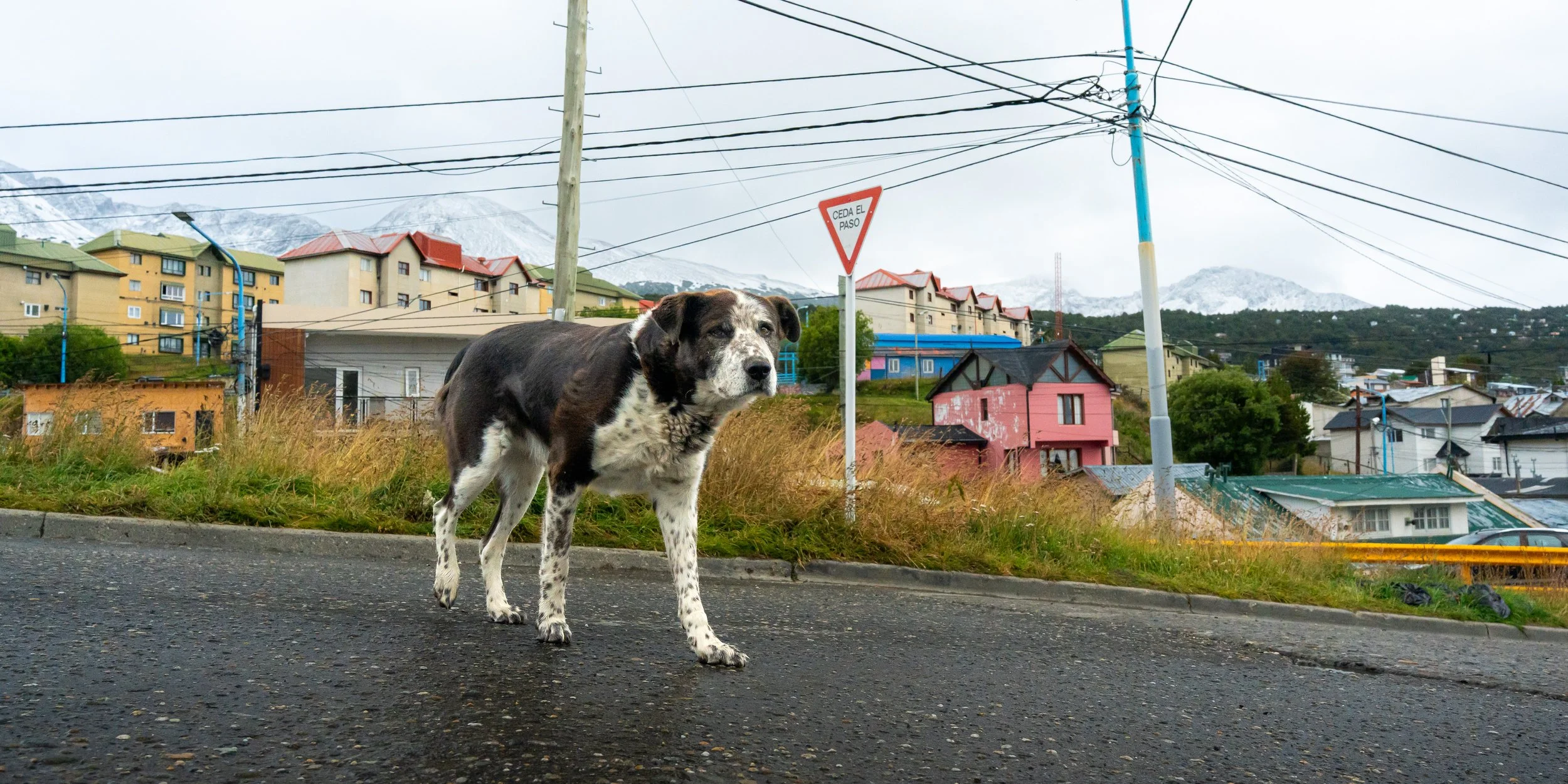 A black and white dog standing on a street curb in front of a neighborhood with colorful houses and utility poles, with mountains in the background.