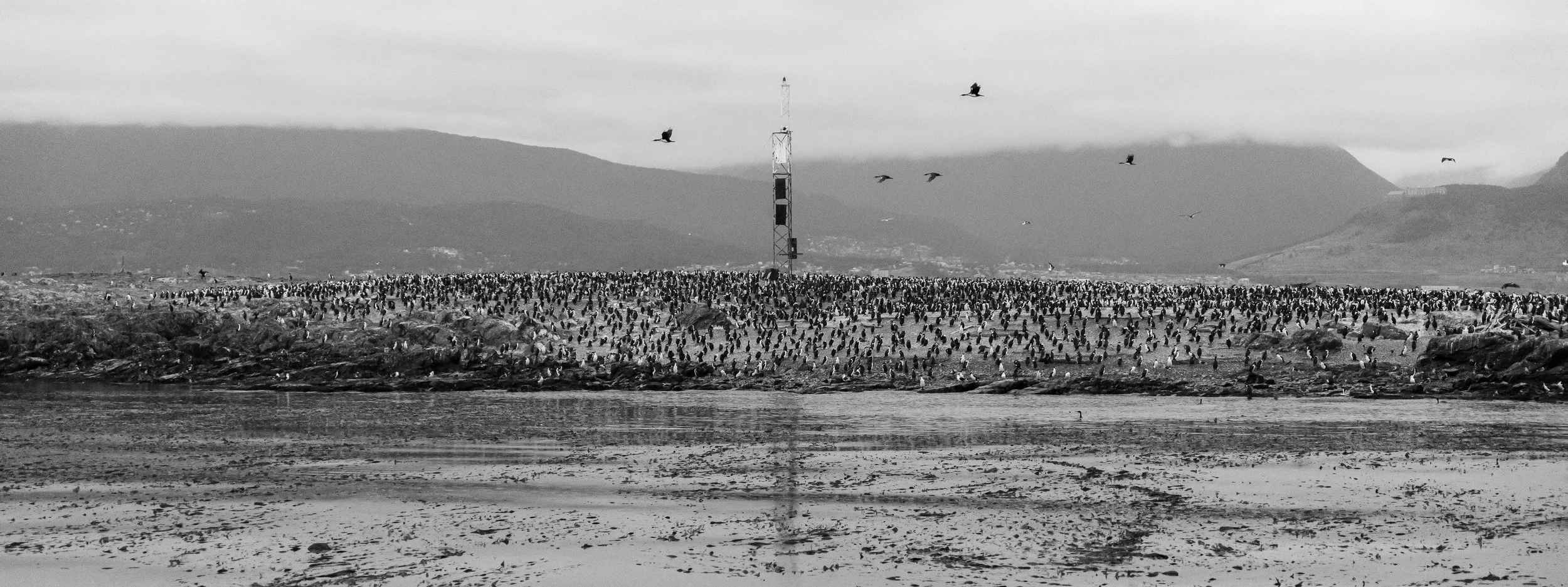 Black and white photo of a large flock of birds on a rocky area near water, with some birds flying in the sky and mountains in the background.