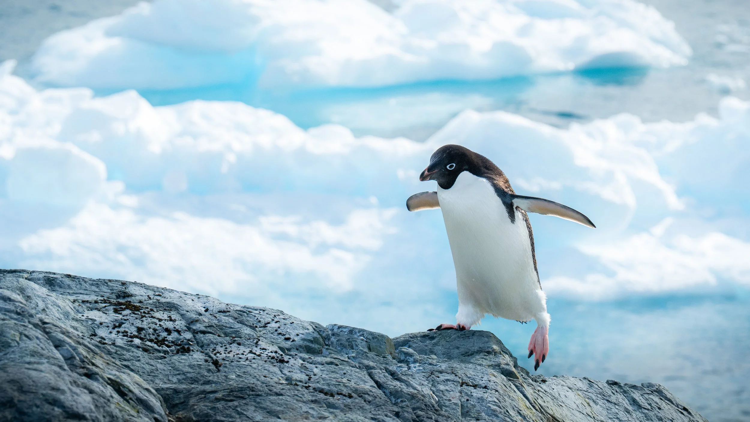 A chinstrap penguin standing on a rocky surface with ice and snow in the background.
