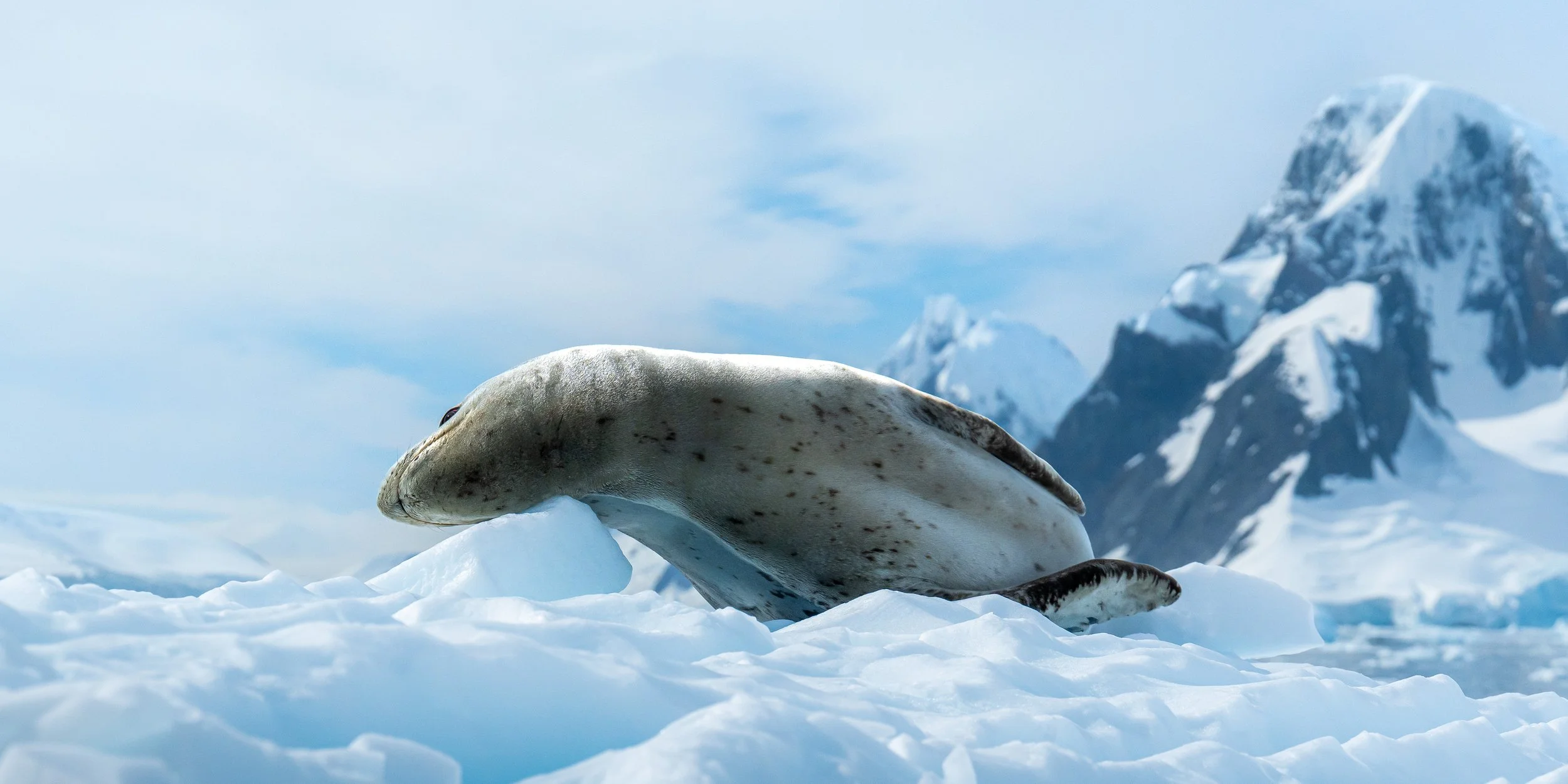 A seal resting on snow with snow-covered mountains in the background.