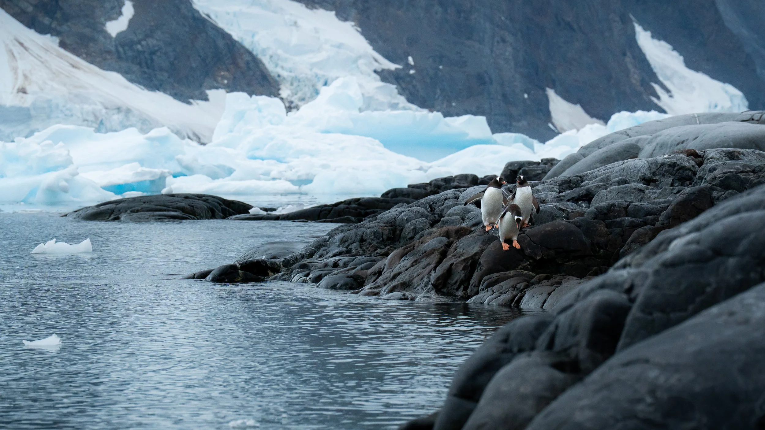 Three penguins standing on a rocky shoreline near icy waters, with glaciers and snow-covered mountains in the background.
