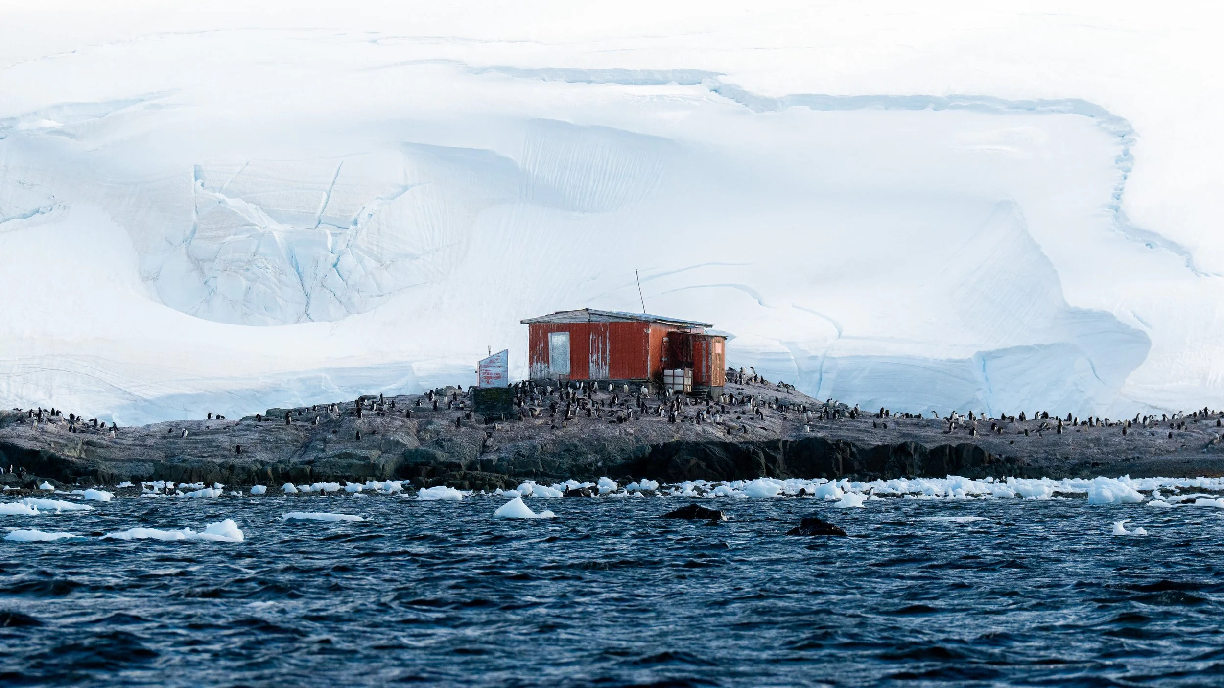 A red wooden building on rocks surrounded by penguins, with ice and snow-covered mountains in the background.