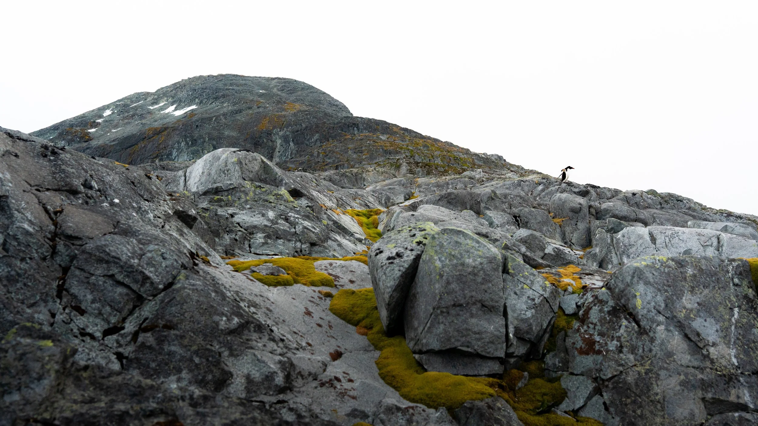 A rocky mountain landscape with moss growing among the stones and a bird standing on the rocks.