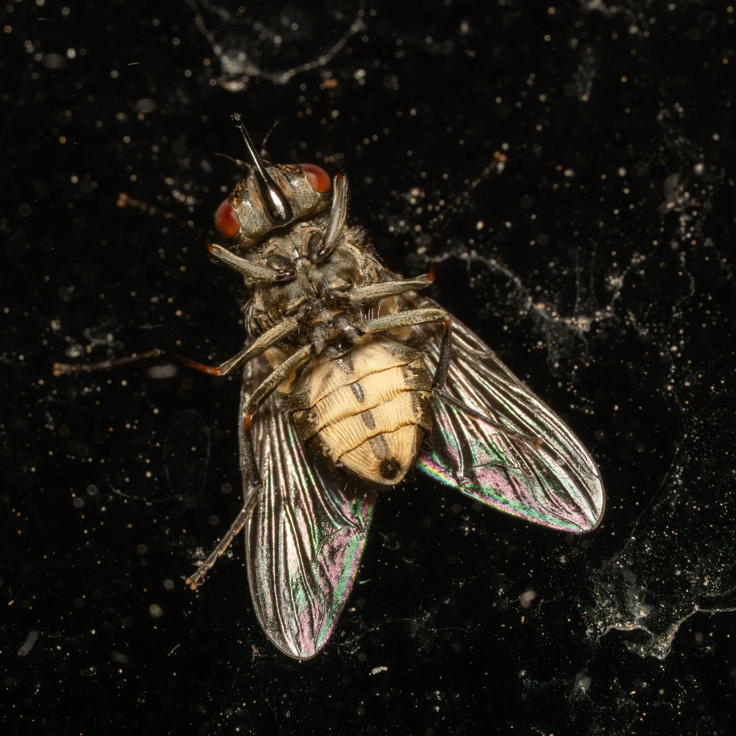 Close-up of a fly with iridescent wings holding a small insect against a black background with tiny light reflections.