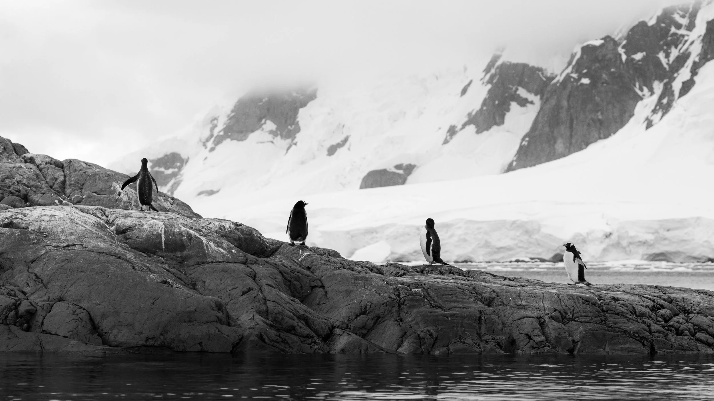 Four penguins standing on rocks near water with snow-covered mountains in the background.