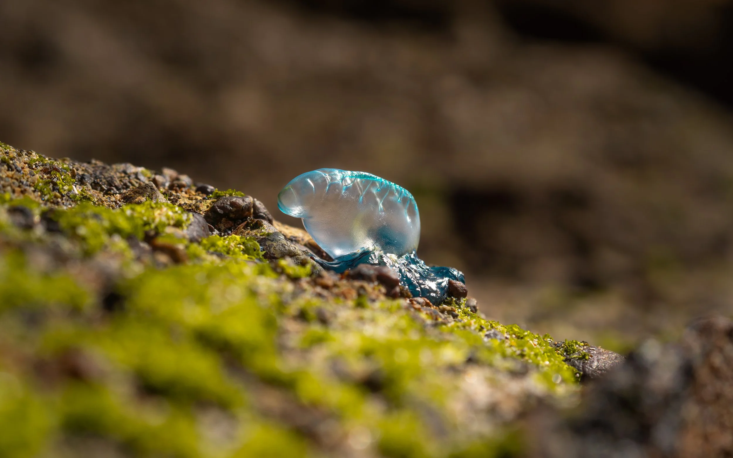 A small jellyfish with a translucent body and blue markings on the edge of its bell, floating near pebbles and green moss on a rocky shoreline.