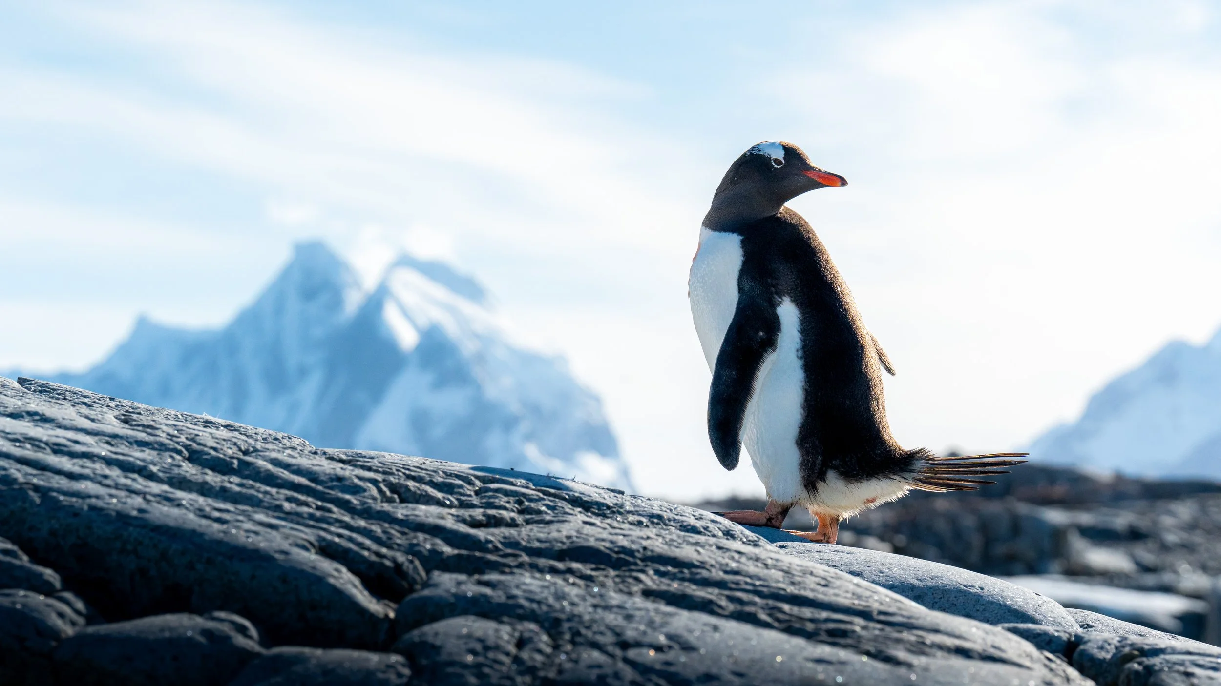 A penguin standing on a rocky surface with snow-capped mountains in the background under a bright sky.