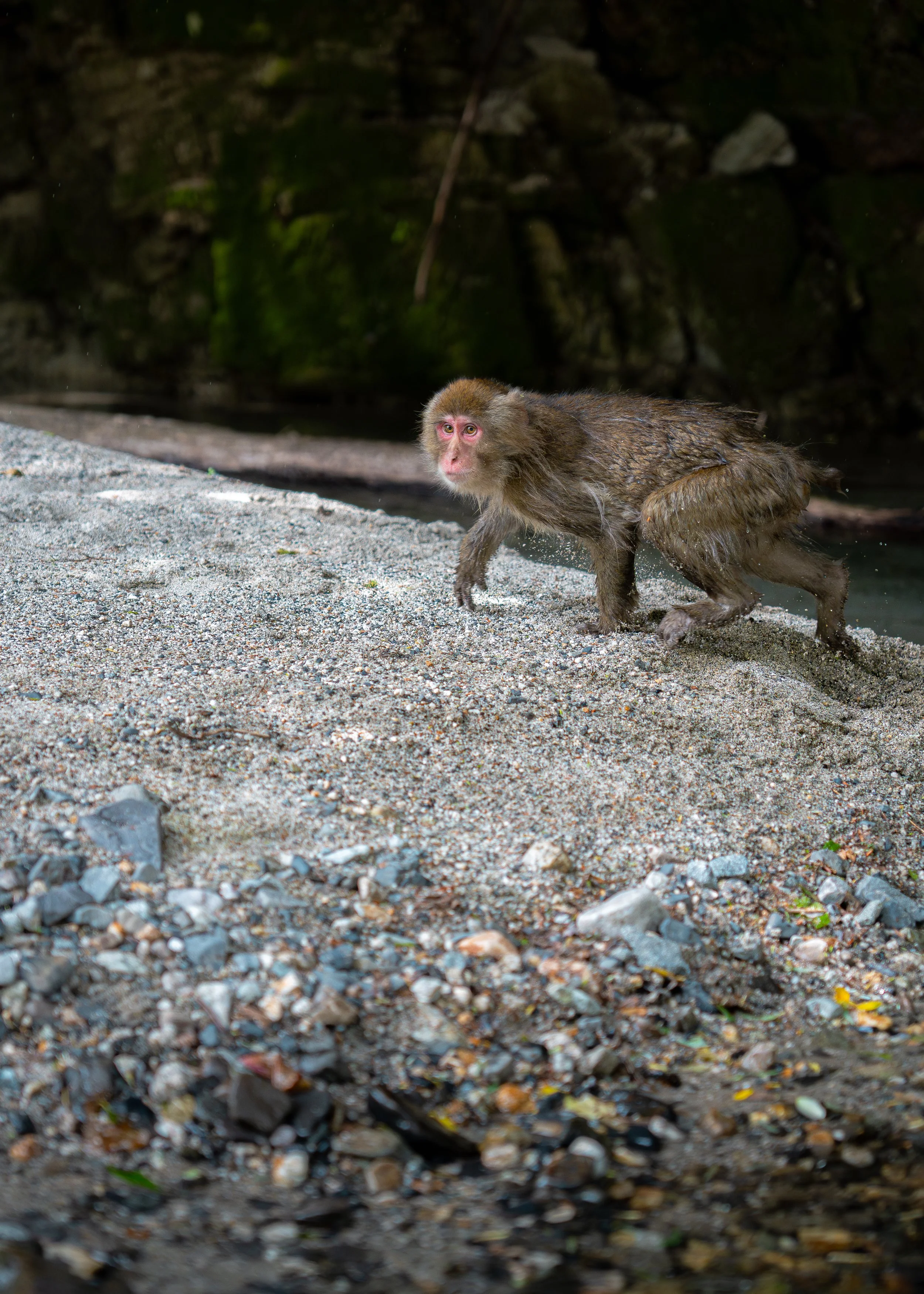 A monkey with wet fur walking on a gravelly riverbank.