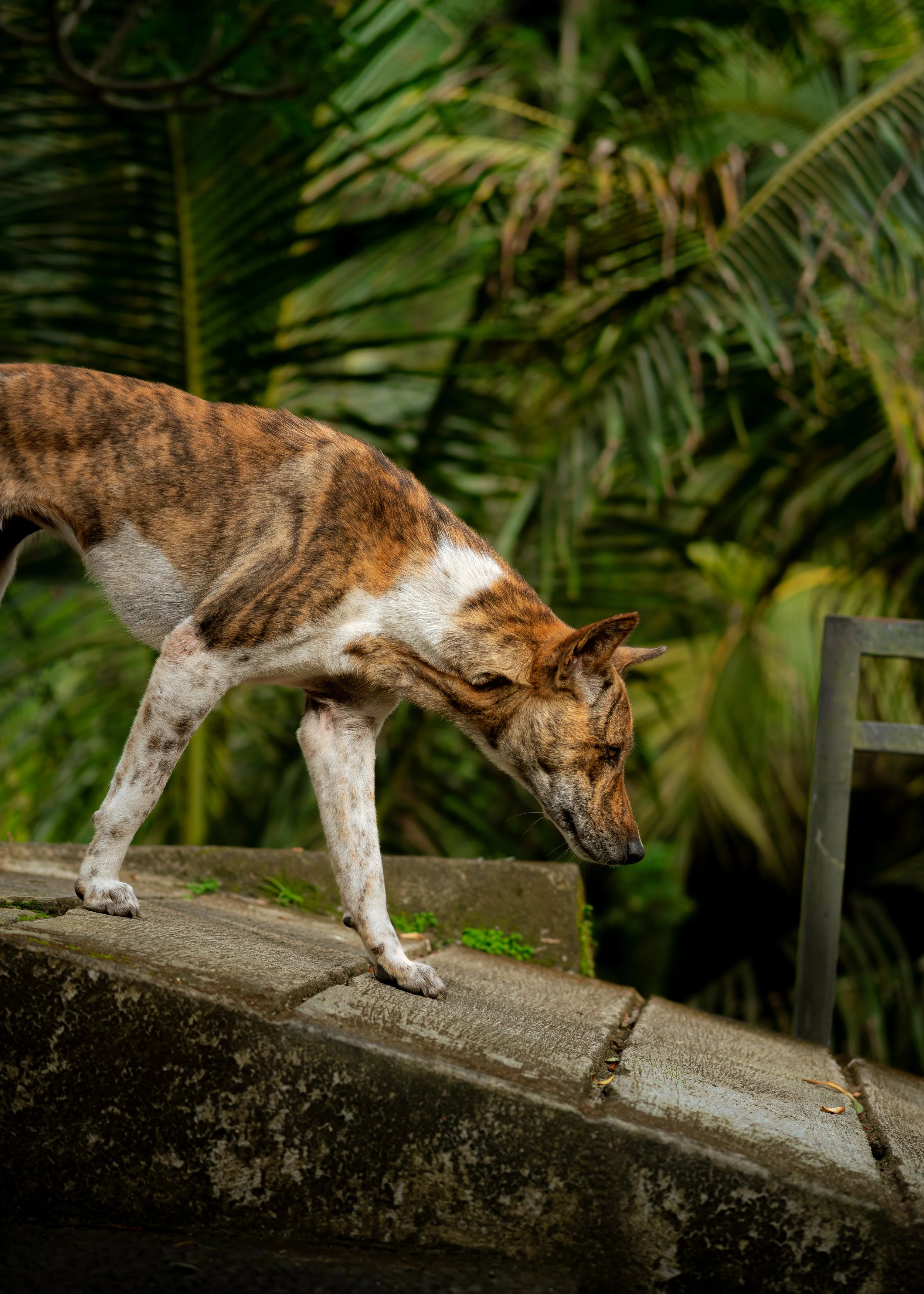 A dog with brindle and white fur walking down stone steps with a background of tropical green plants.
