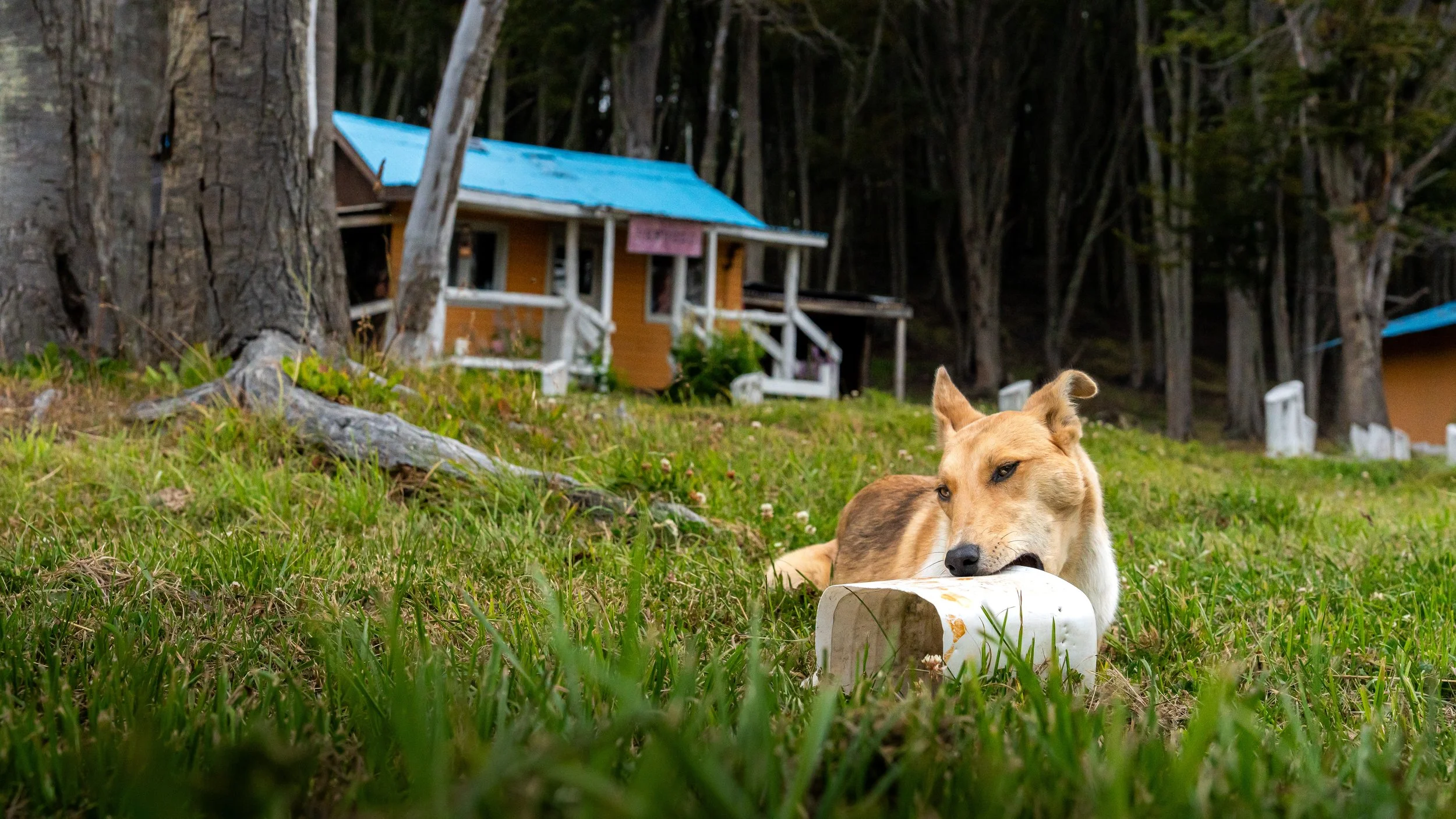 A tan and brown dog lying on green grass, chewing on a white bone-shaped toy, with trees and small houses with blue roofs in the background.