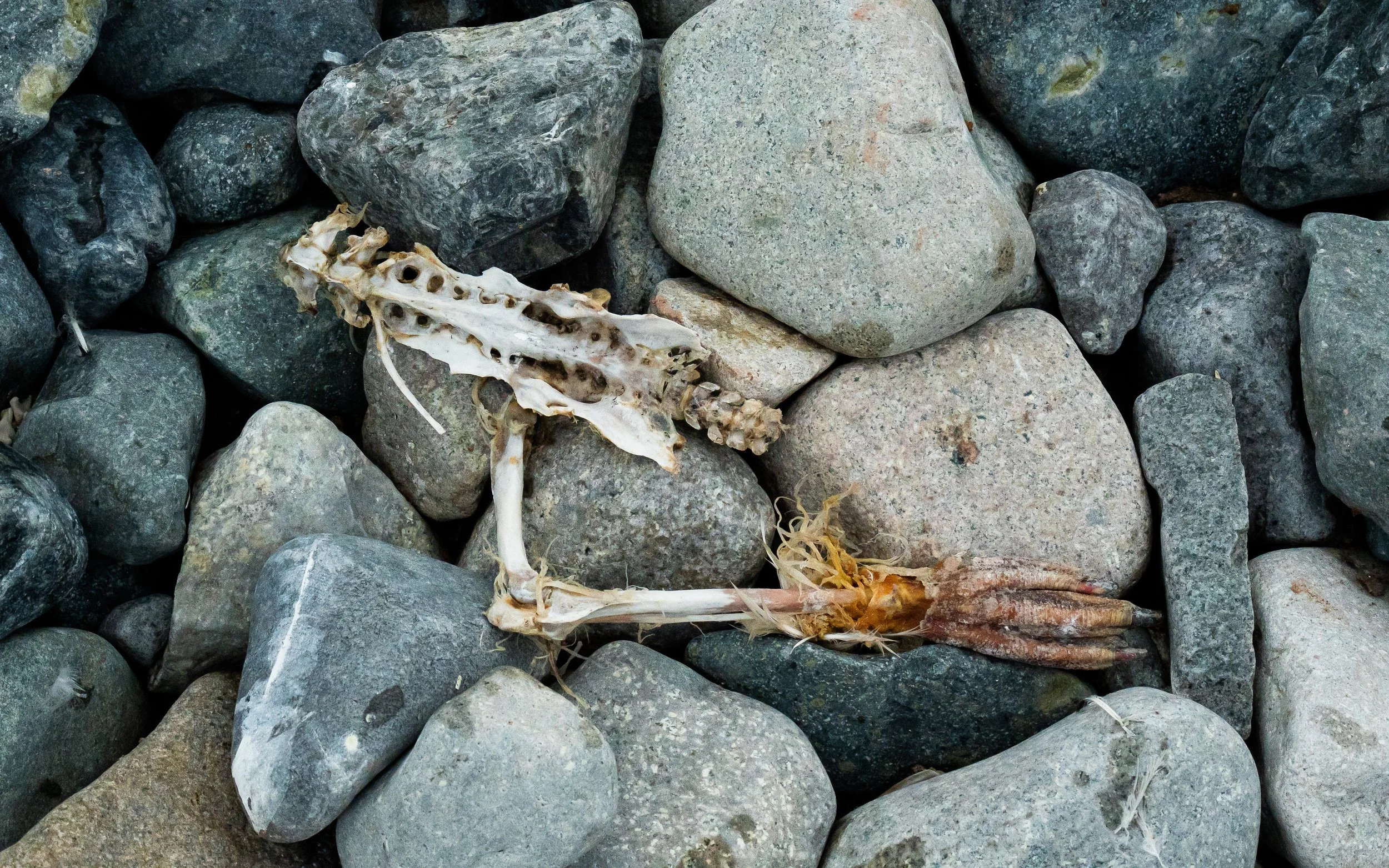 Scattered rocks of various sizes surround a small animal skull, likely a bird, on a surface of gravel.