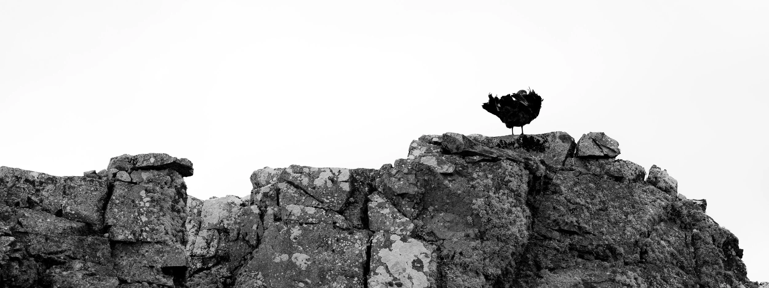A black bird standing on a rocky mountain ridge against a white sky.