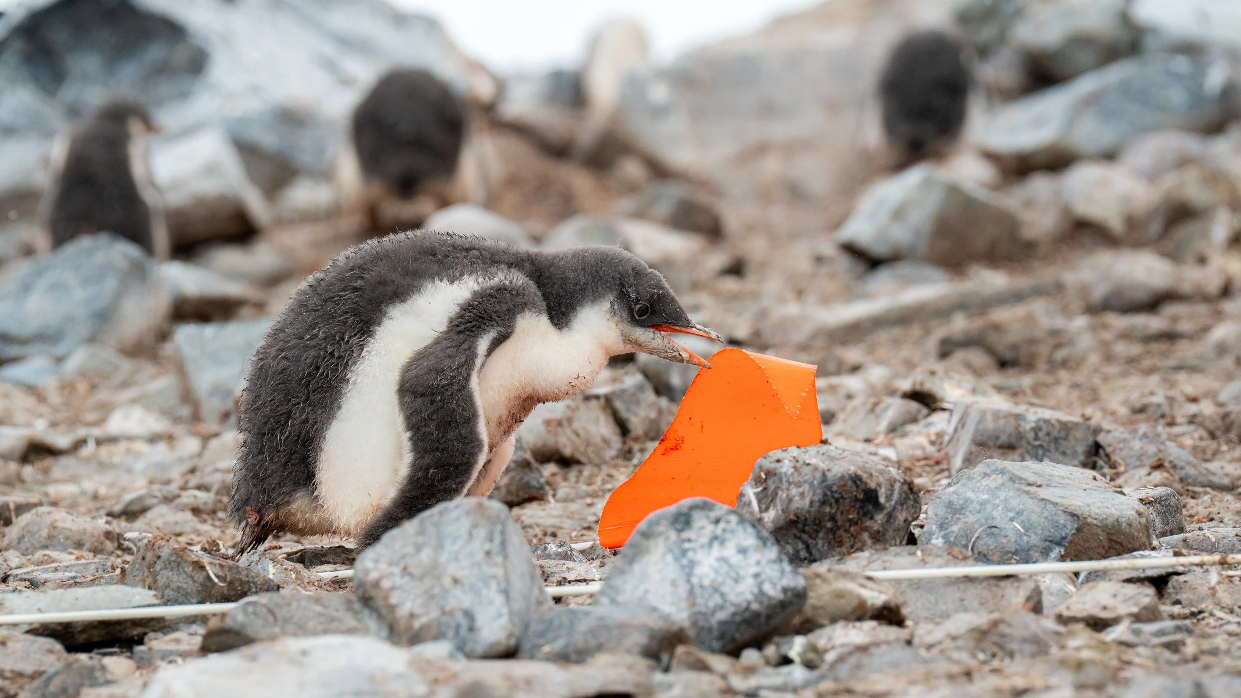 A group of young penguins on rocky terrain, one holding an orange plastic object in its beak.