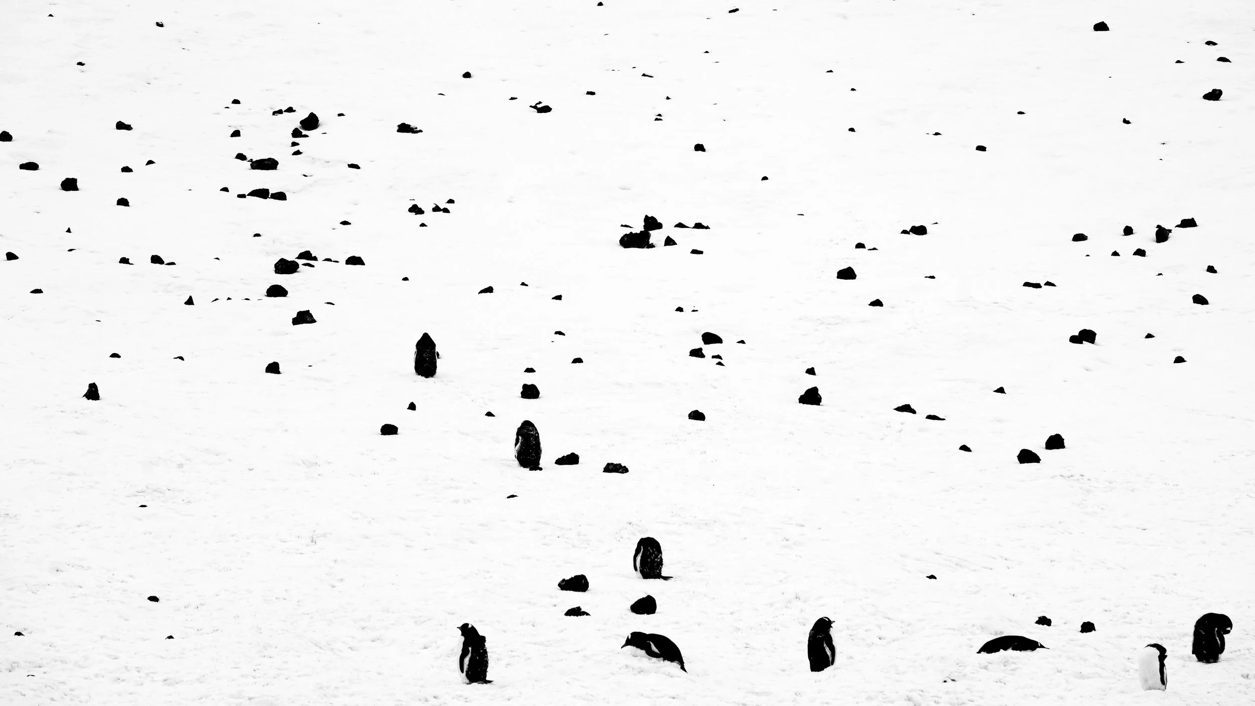 Black rocks scattered across a snowy landscape, with dark formations or objects emerging from the snow.