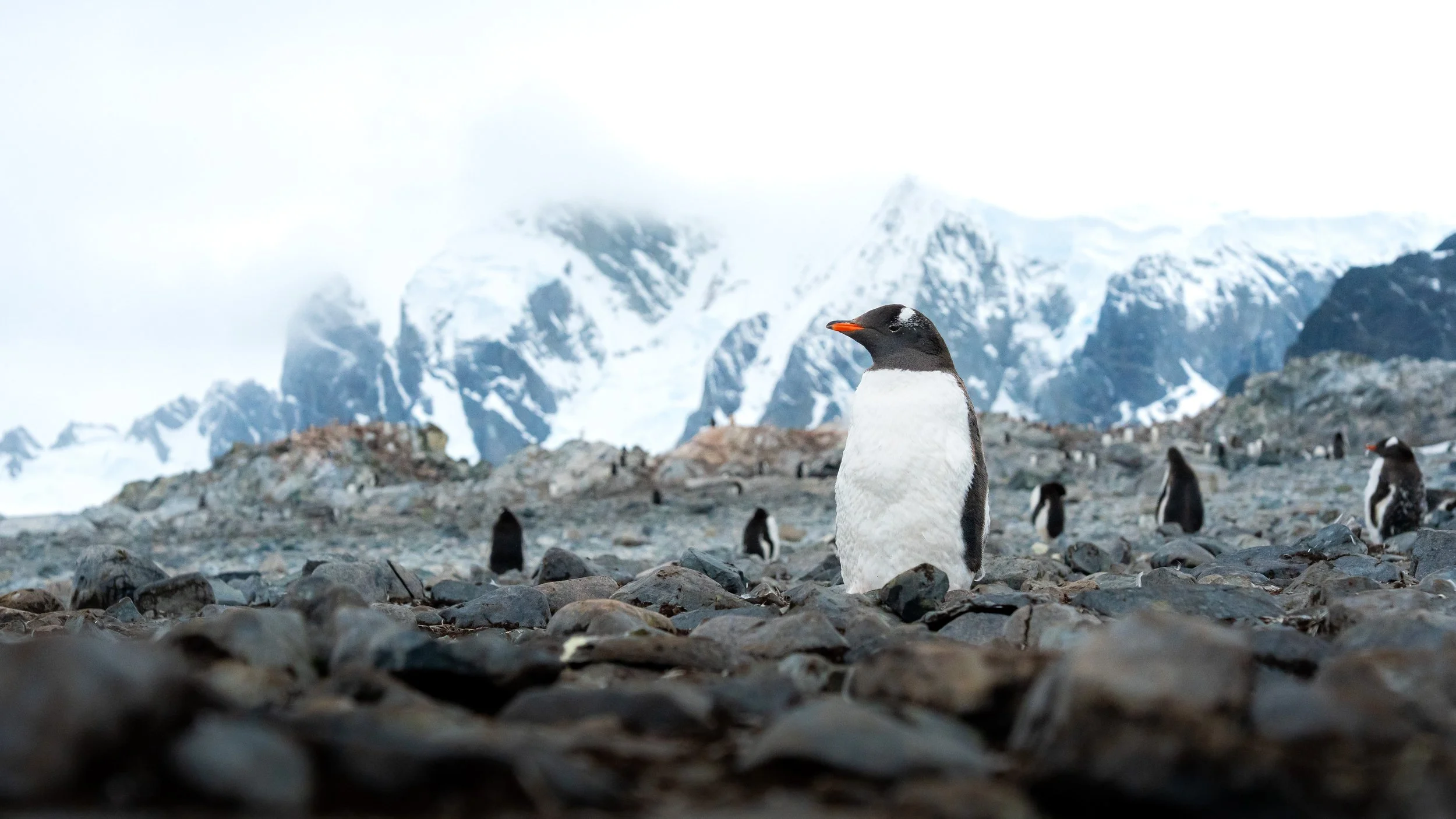 Penguins on rocky terrain with snow-covered mountains in the background.