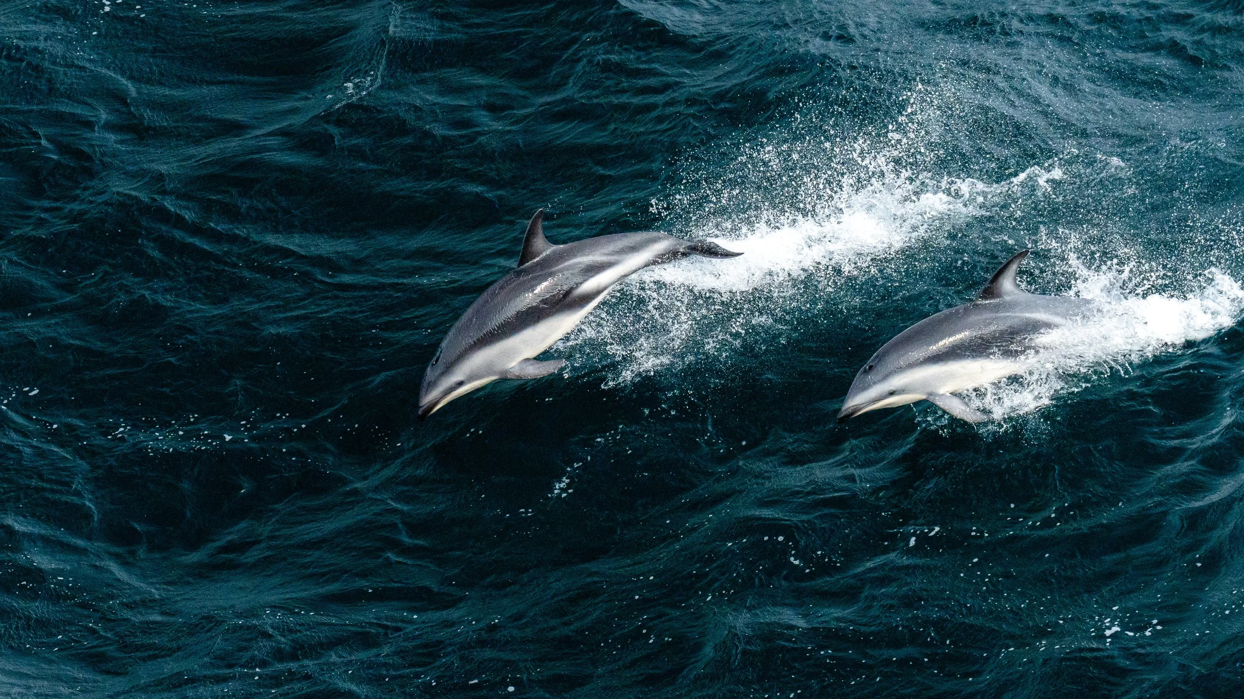 Two dolphins swimming in the ocean, surfacing and creating splashes in the water.