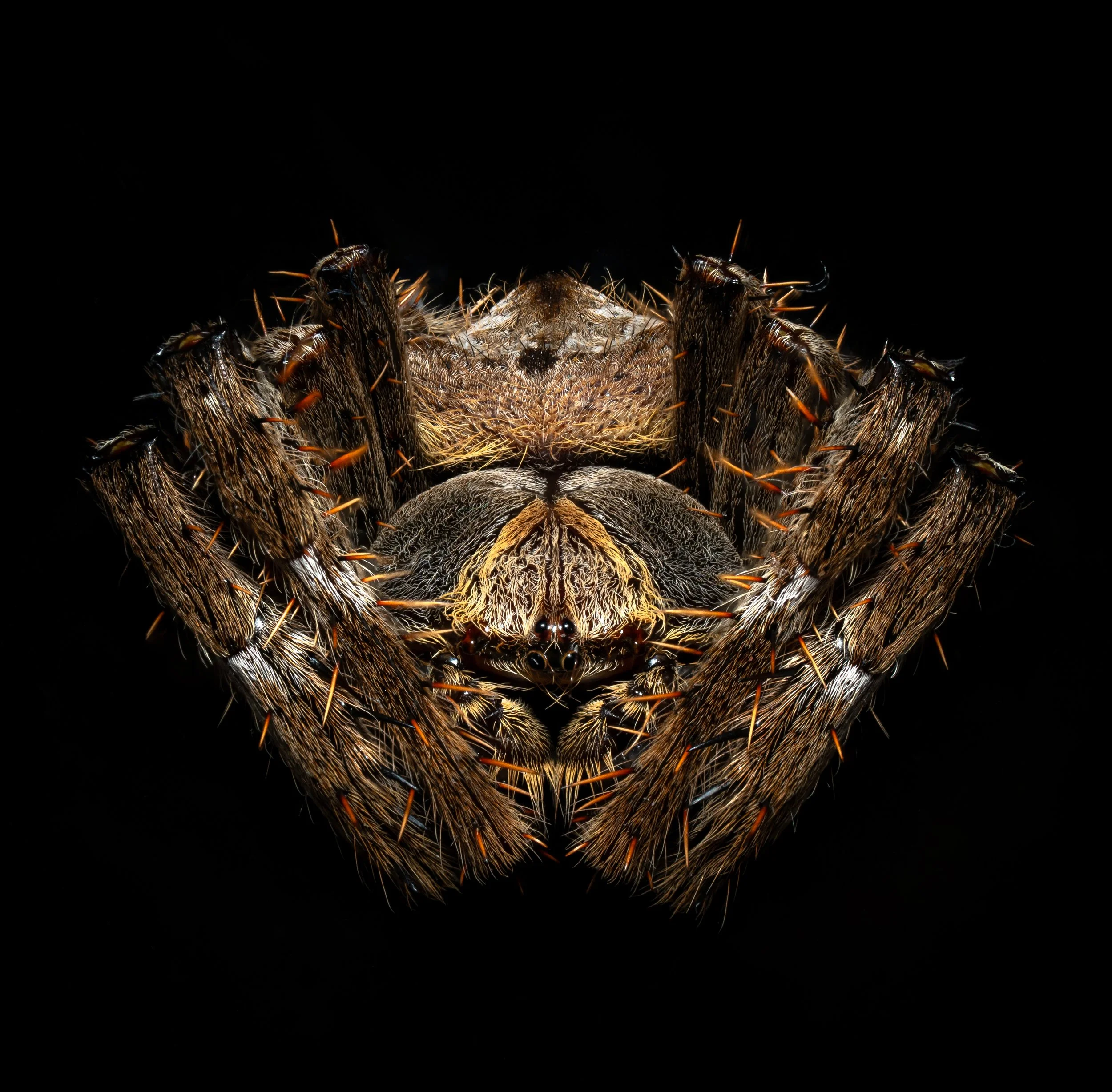 Close-up of a spider's face and fangs, partially obscured by its hairy body, against a black background.